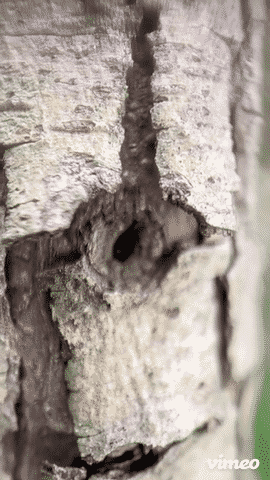 283-ant-in-the-tree-low.gif