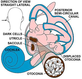 153-otoconia-15837028295567.jpg