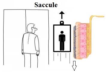 153-utricle.jpg