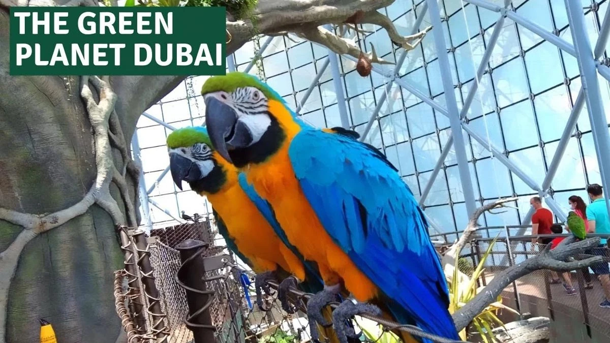 Դուբայ հանգիստ՝ տեսարժան վայրերով: Green Planet