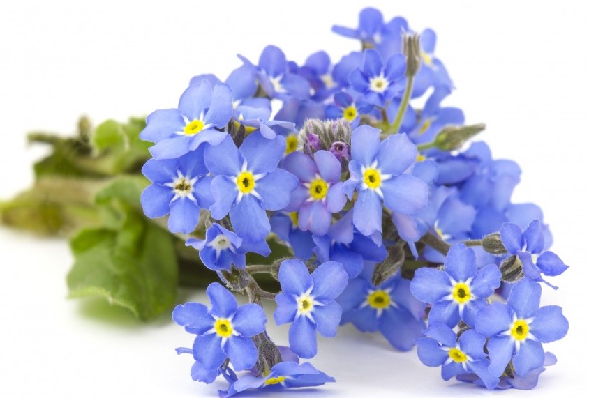 15735844571855-forget-me-not-16488171576189.jpg