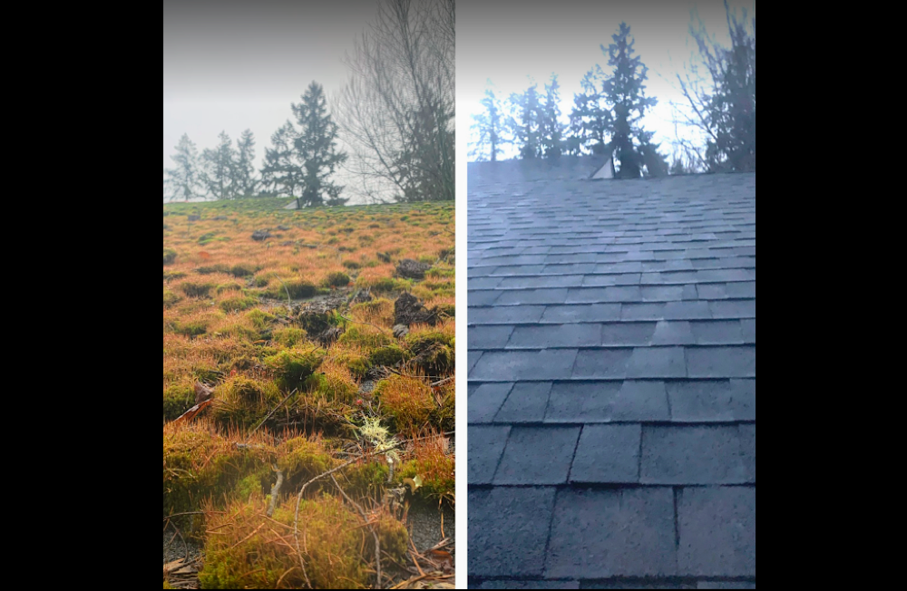 Low pressure moss removal and softwash treatment on asphalt shingle roof in Kent, Auburn, Covington, Des Moines, Federal Wa, Maple Valley