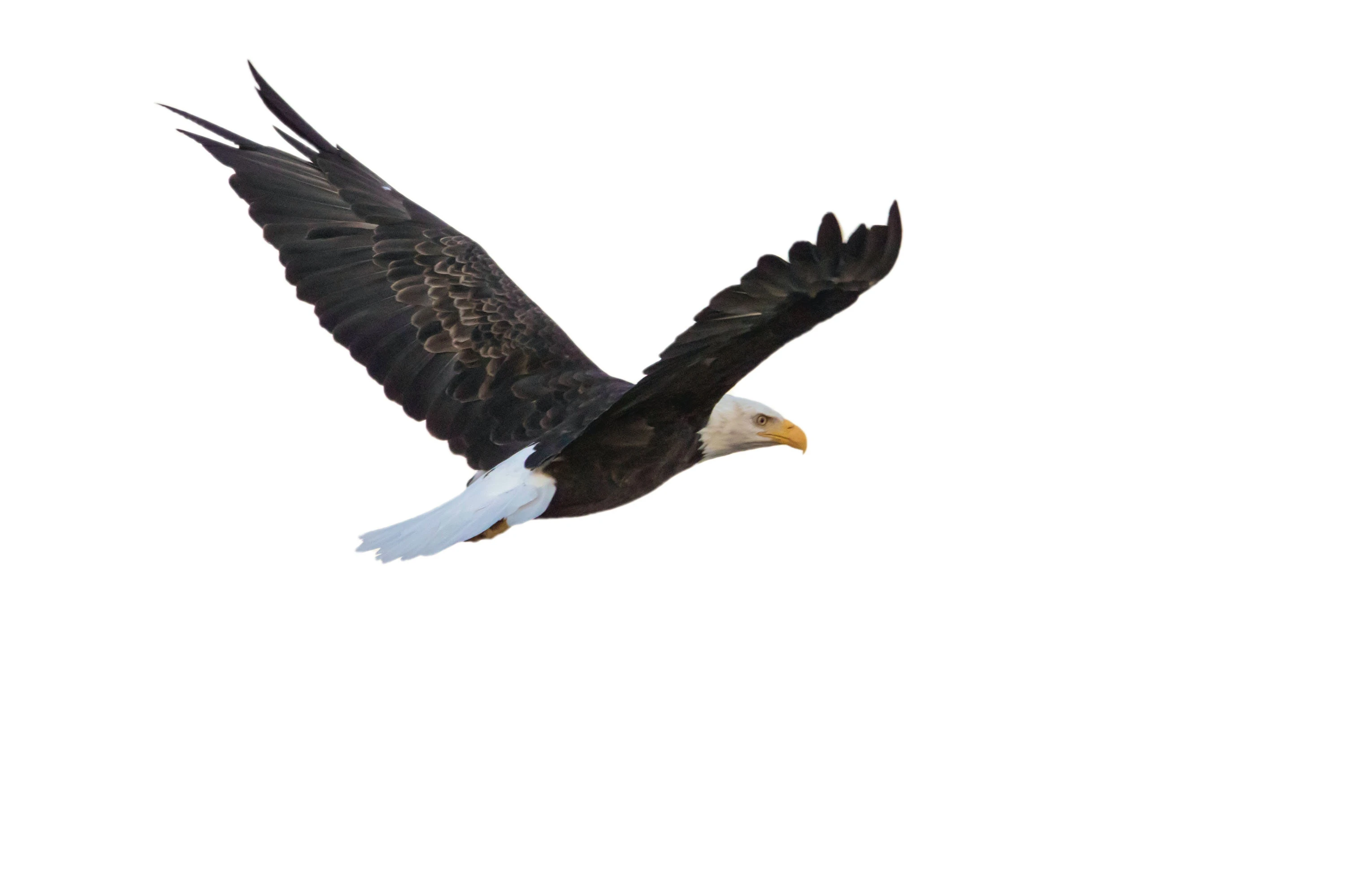 687-eagle-2-17150329810402.jpg