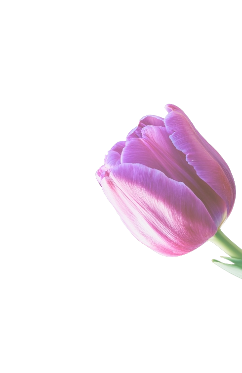 25922-roseright-17760775806127.png