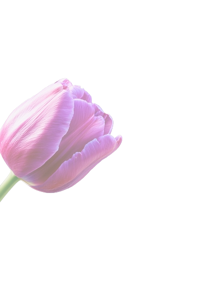 25962-roseleft-17760779384667.png