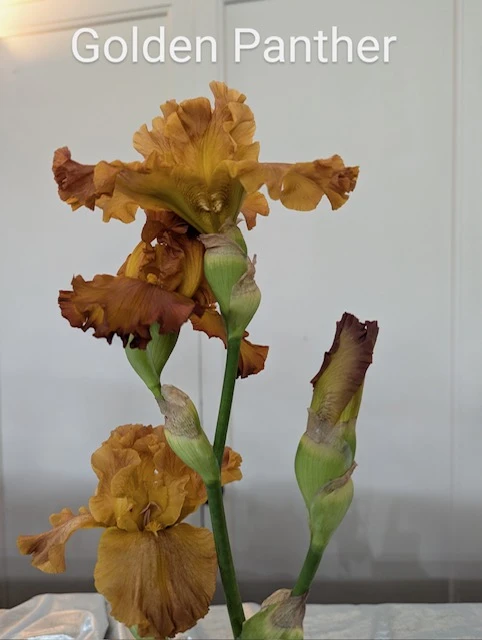 1784-goldenpanther2025kathyblackwell-17678131123321.jpg