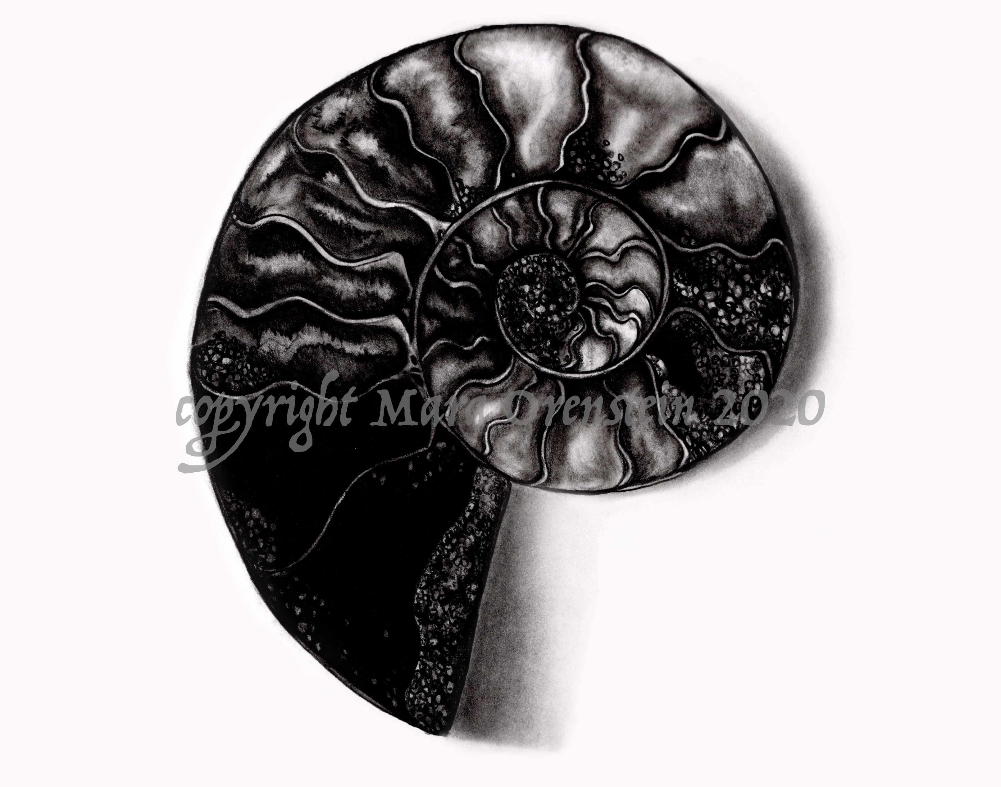 128-ammonite2.jpg