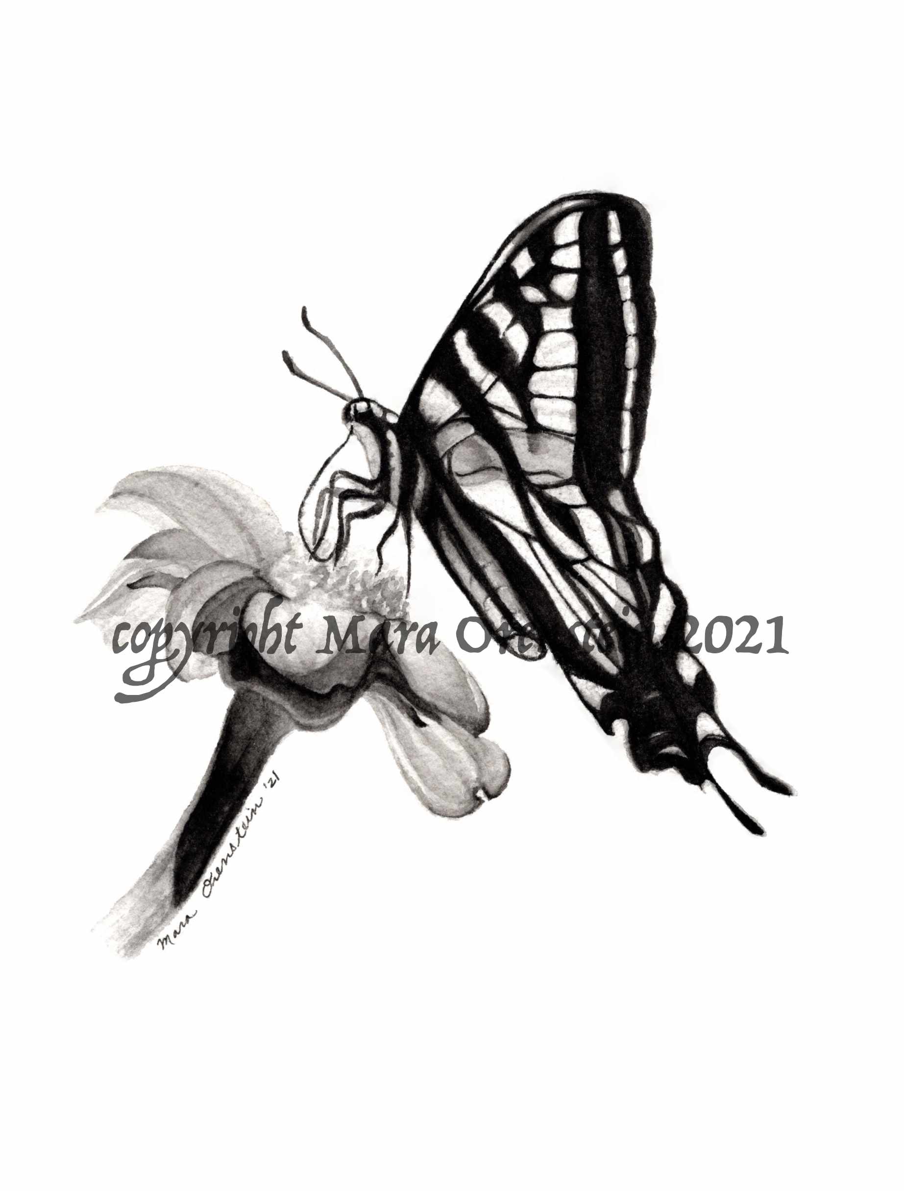 128-swallowtailwatercolor.jpg