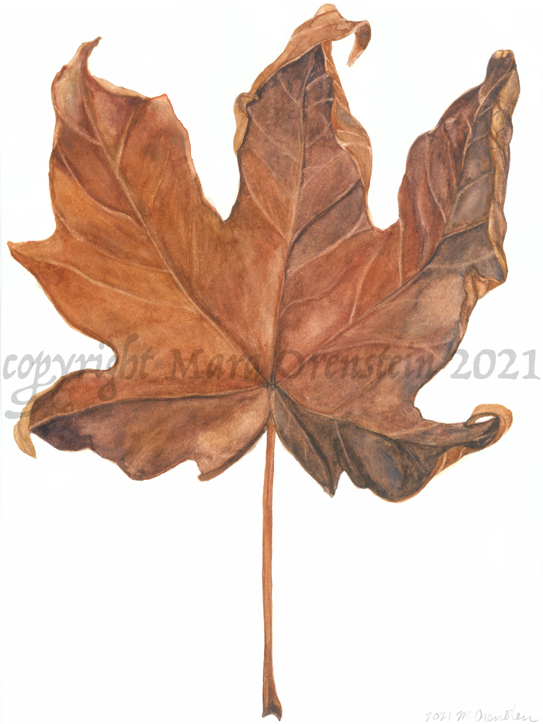 138-mapleleaf2021-17440091150118.jpg