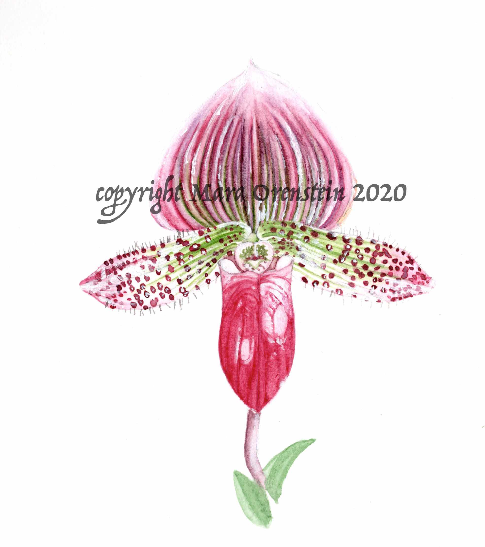 138-orchid1.jpg