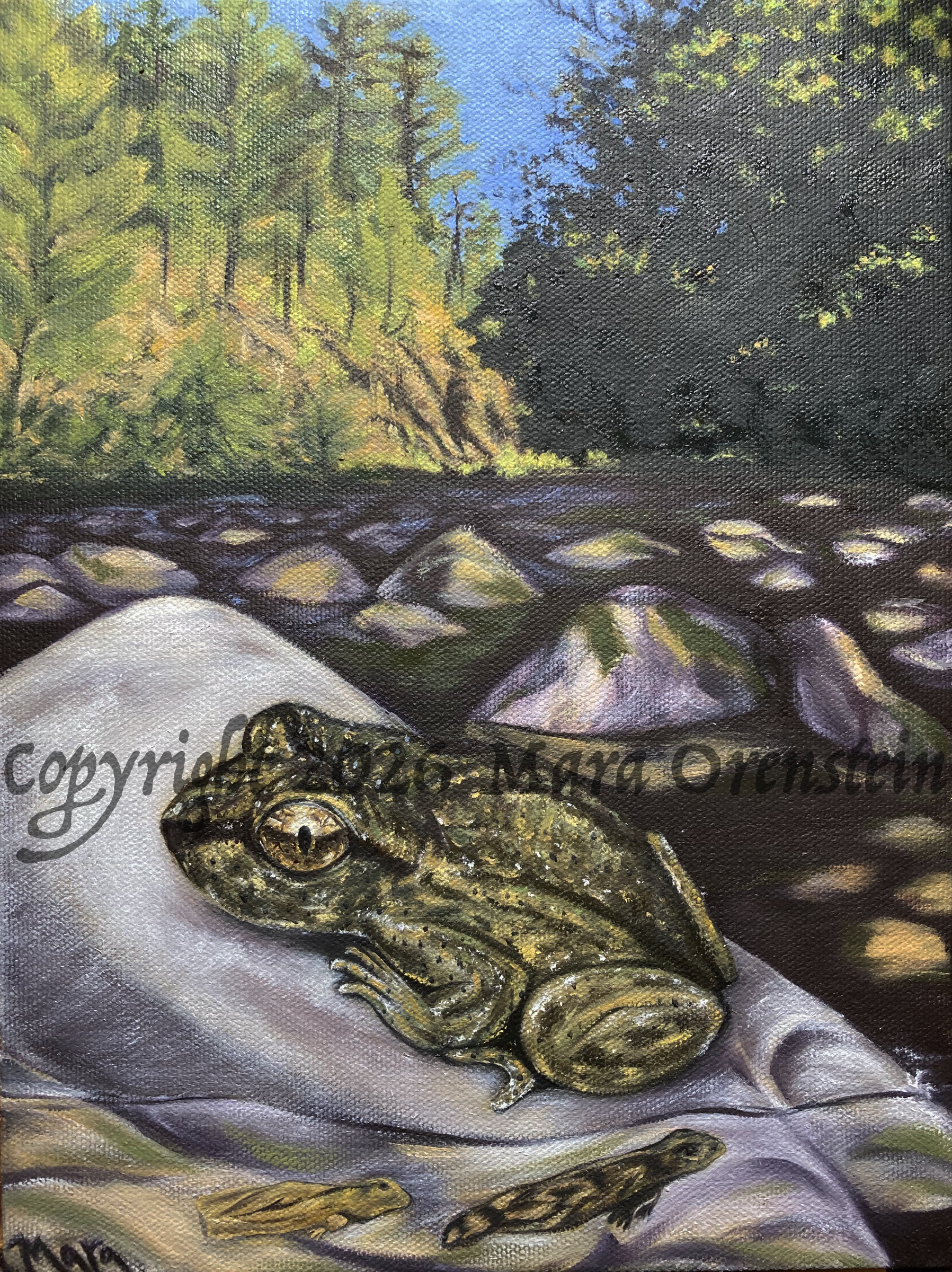 231-rockymttailedfrog-17912404111594.jpg
