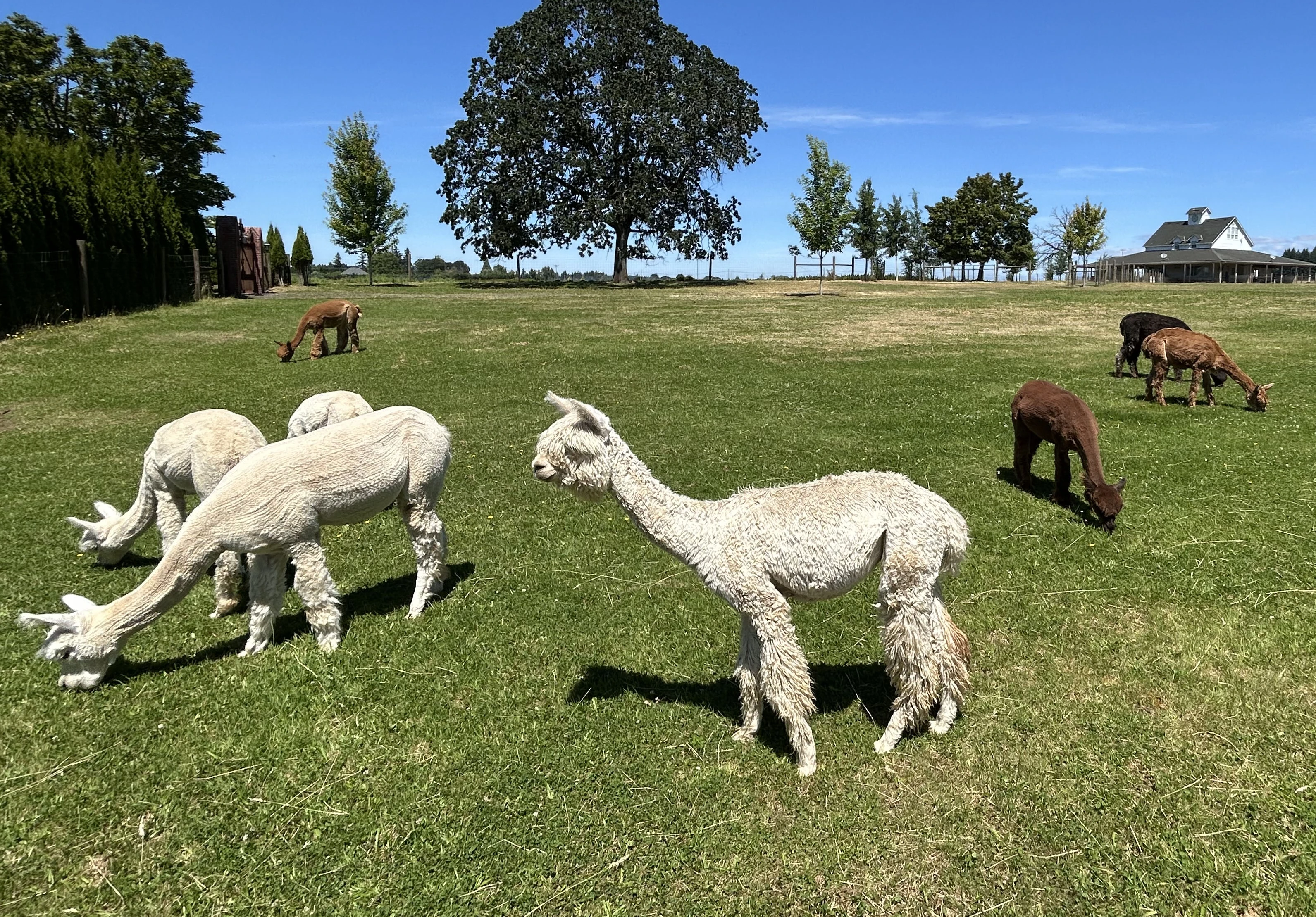 1664-alpaca-cover-17521032273535.jpg