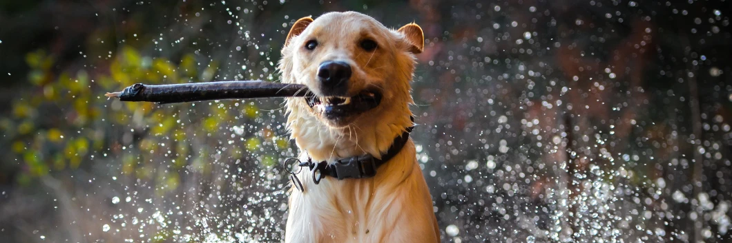 586-gc-feb-24-pets-17096704940535.png
