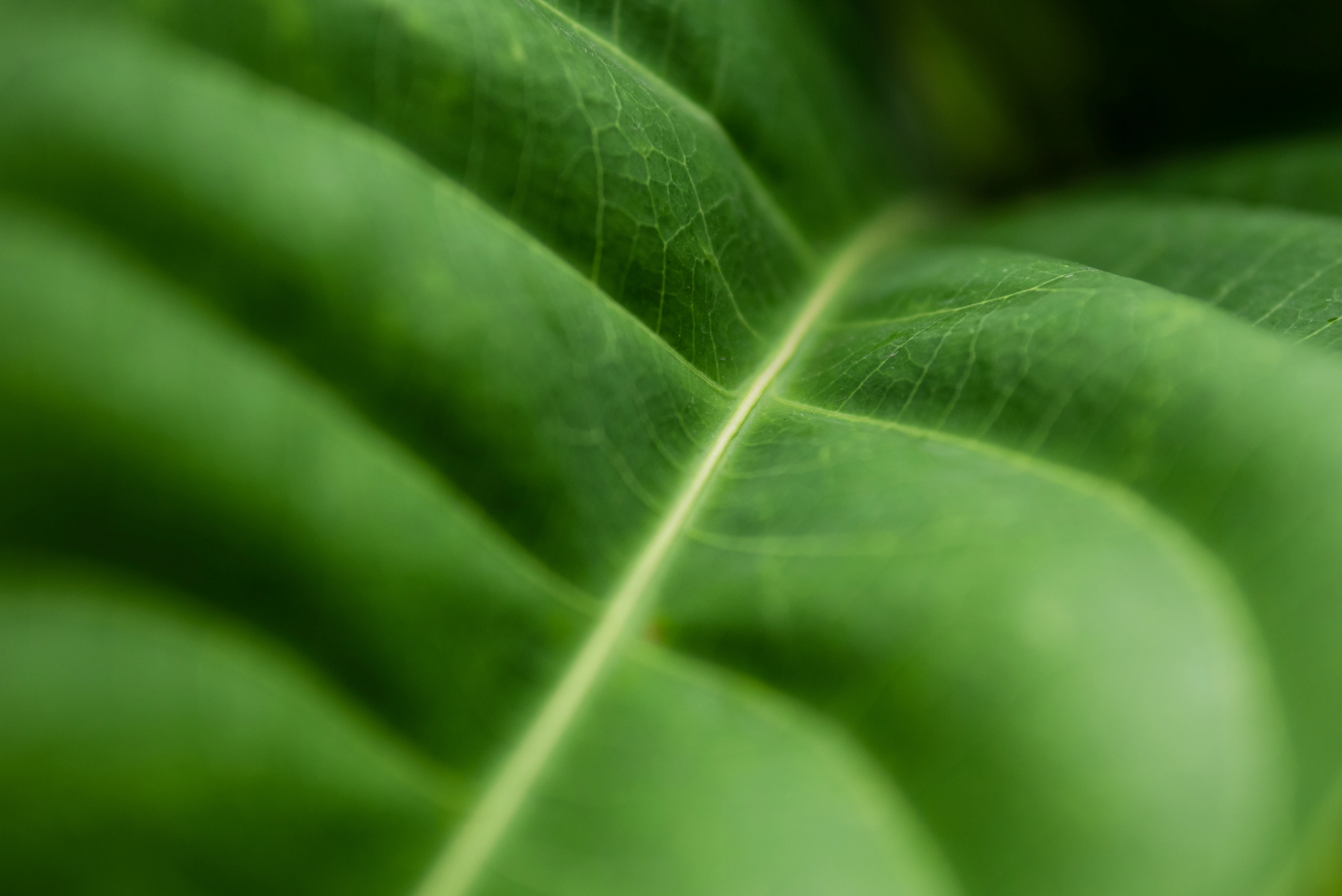 r227-full-frame-shot-green-leaf-17617543451584.jpg