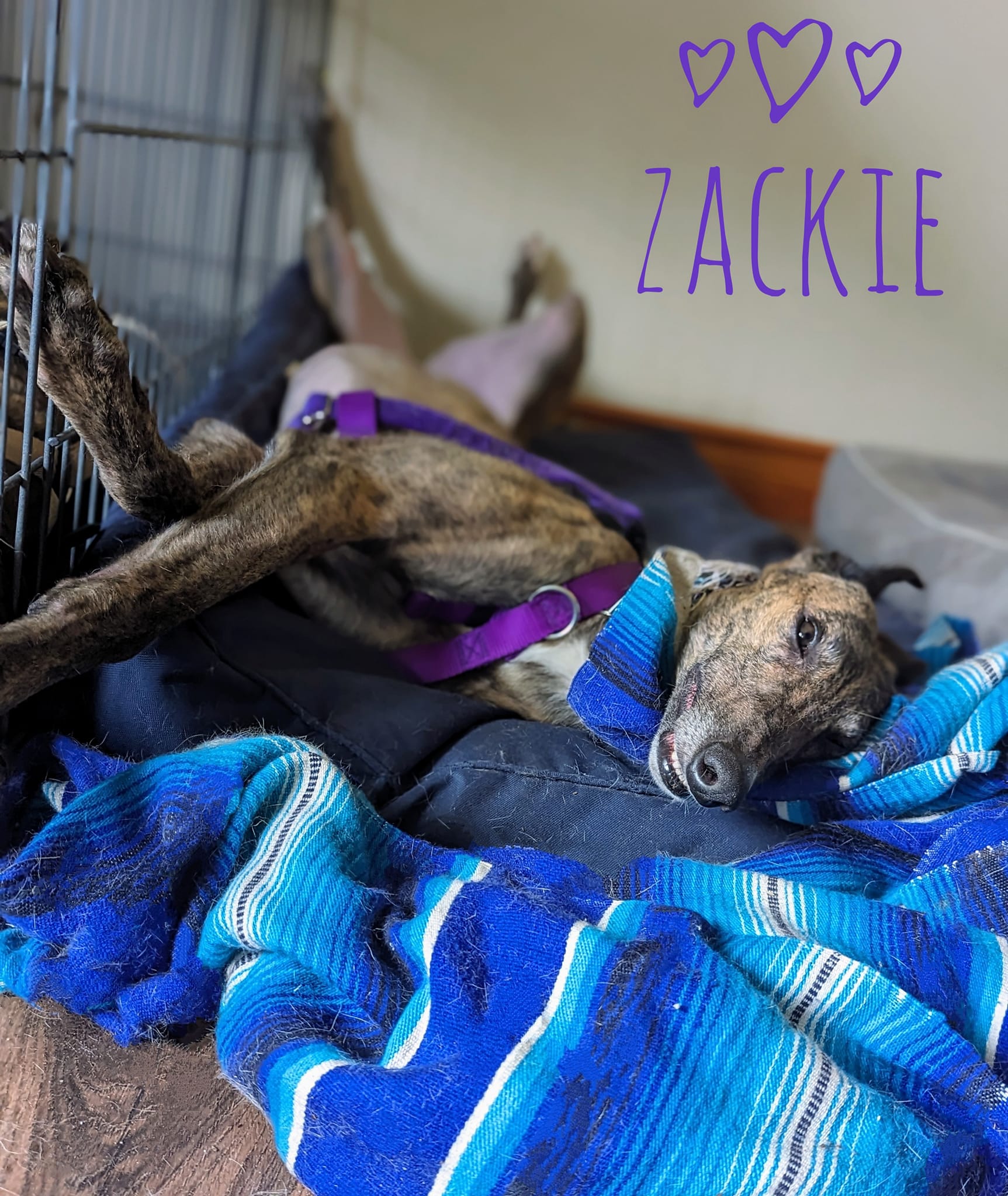 XB Zac - Zackie 2221-359752312101605824593457915962767471266741837n-16895294037125.jpg