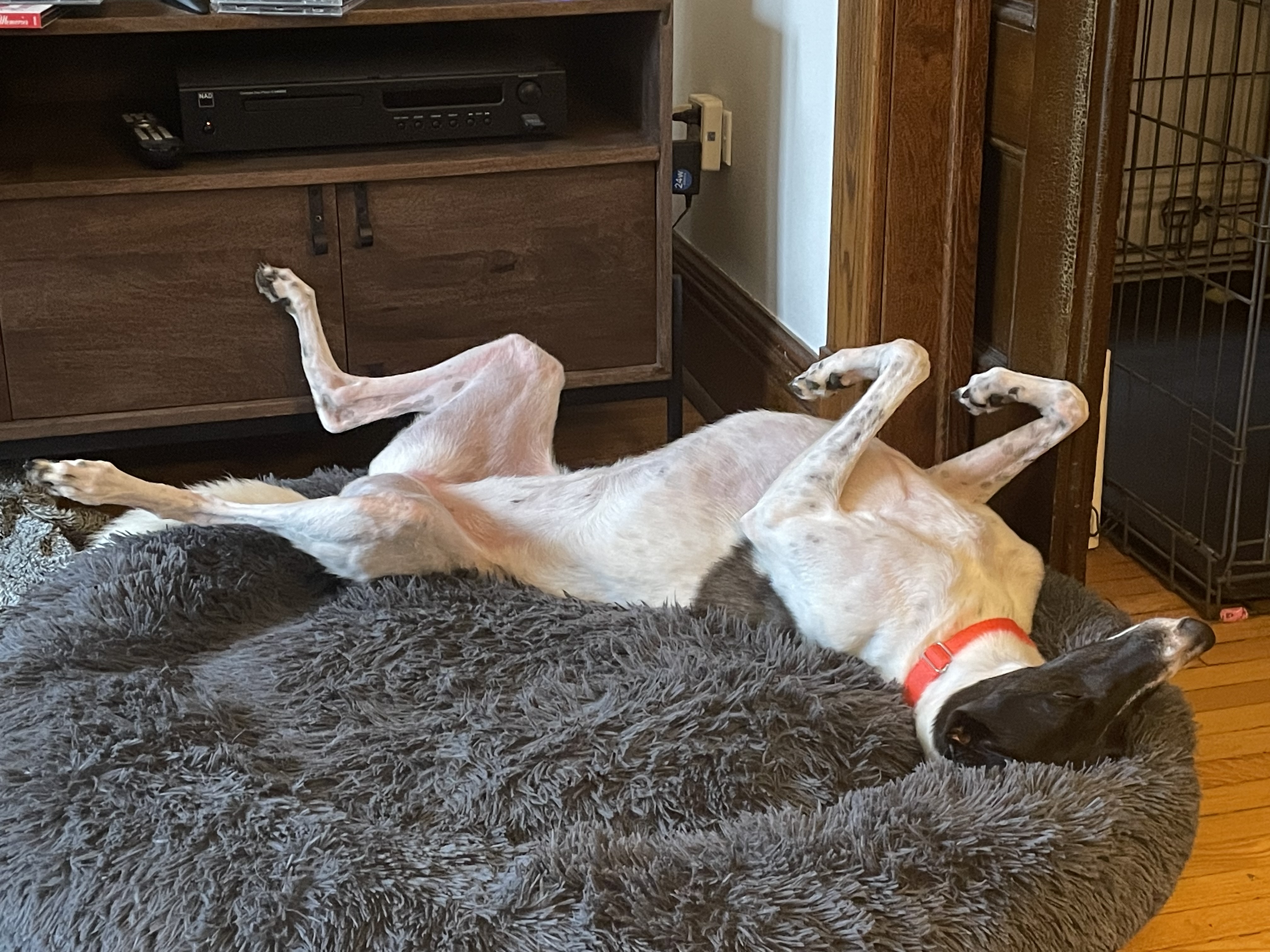 Clara - Clara 2221-image50435585jpg-17022509287772.jpg