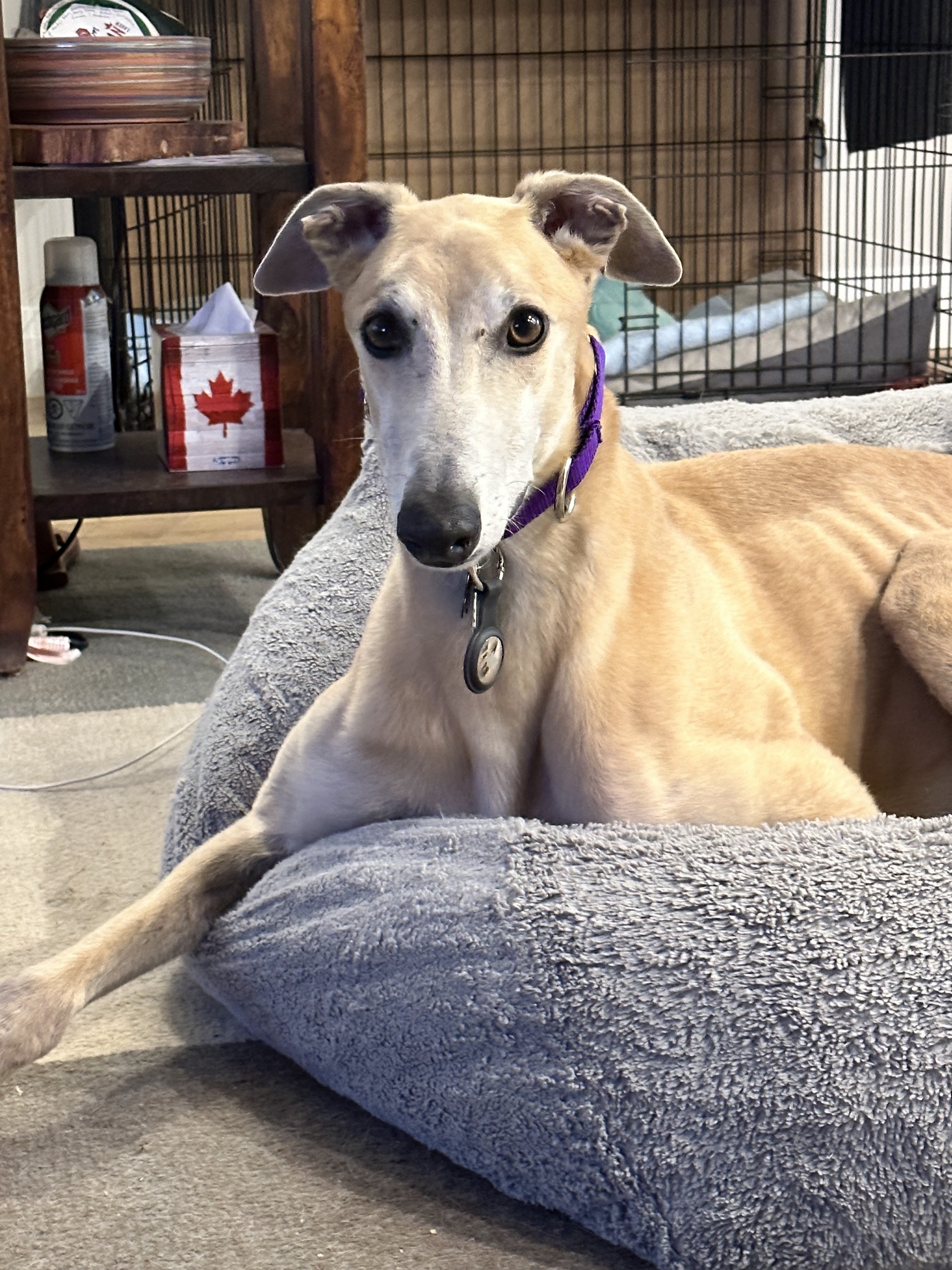 AMF Odd Doctor - Clark 2221-img1432-16881293196839.jpg