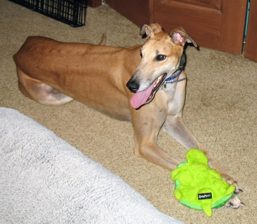 AMF Gone There - Harvey 2221-img2820-1jpg-16951596987398.jpg