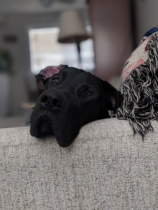 Pluto 2221-pxl20230102143226571portrait-16759816914981.jpg