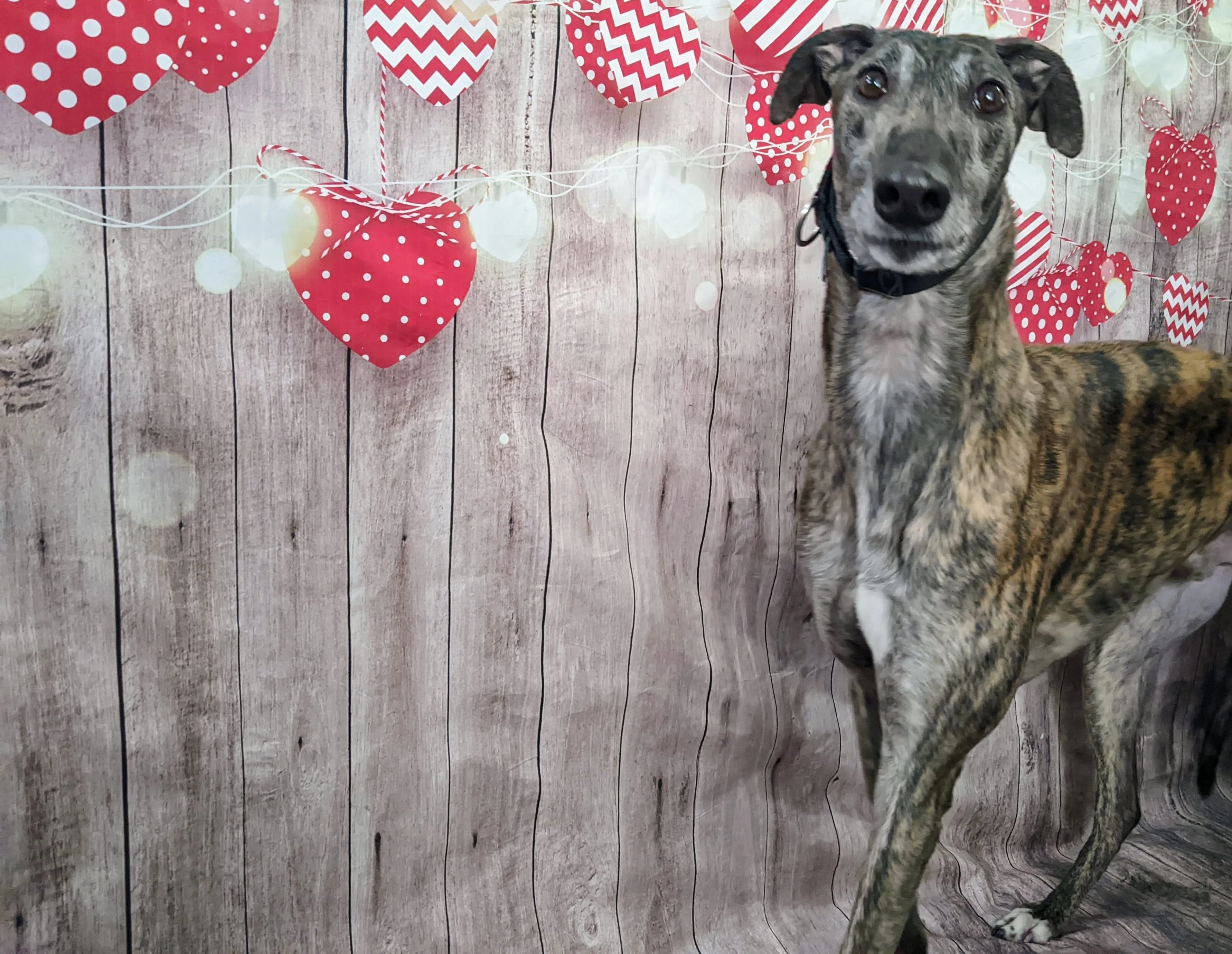 Xk Refuse Tolose - Fufu 2221-pxl20230203192105030-17331008766083.jpg