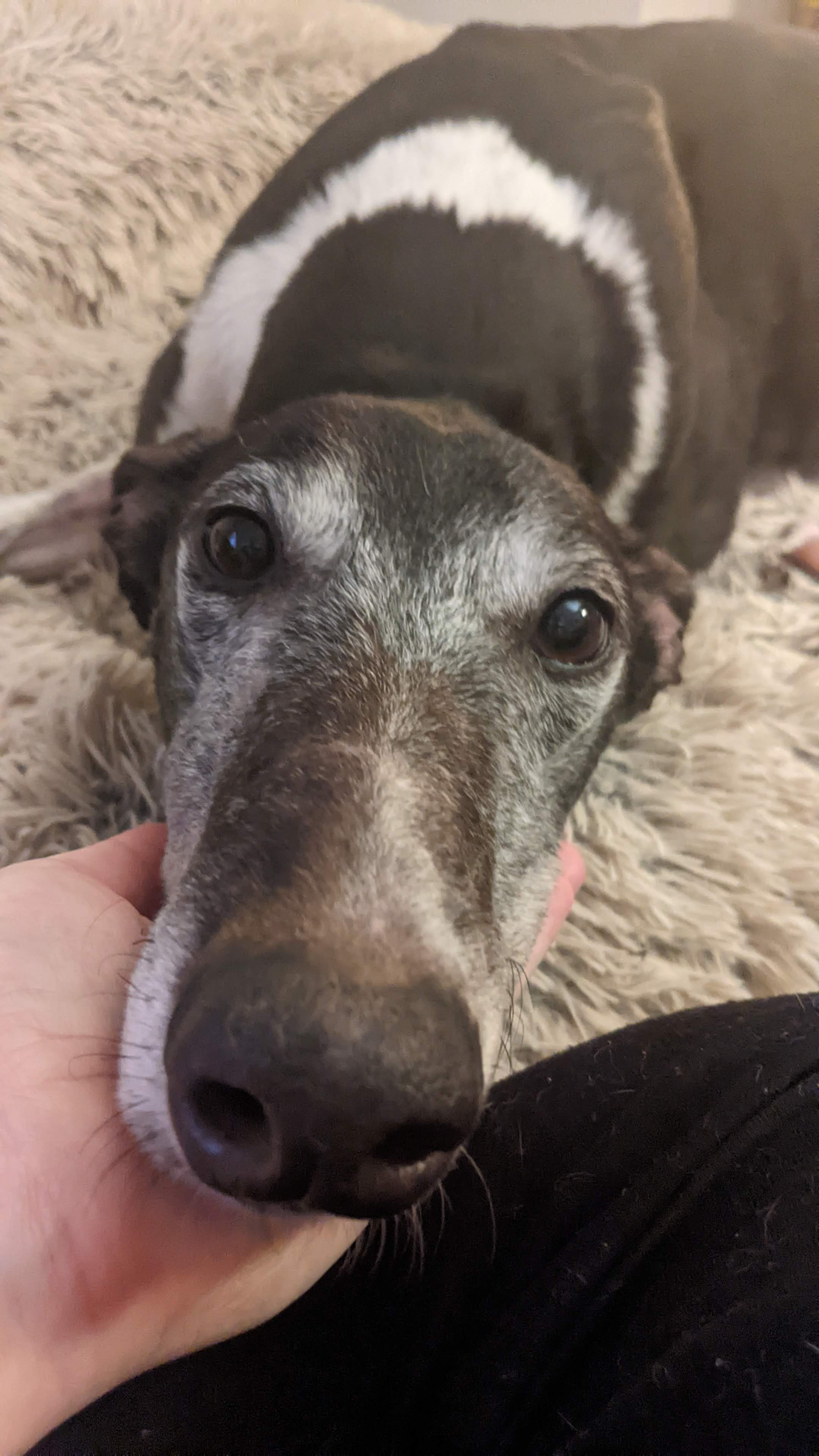 CTW Oreo Truffle - Oreo 2221-pxl20230224013325382-16803909147702.jpg