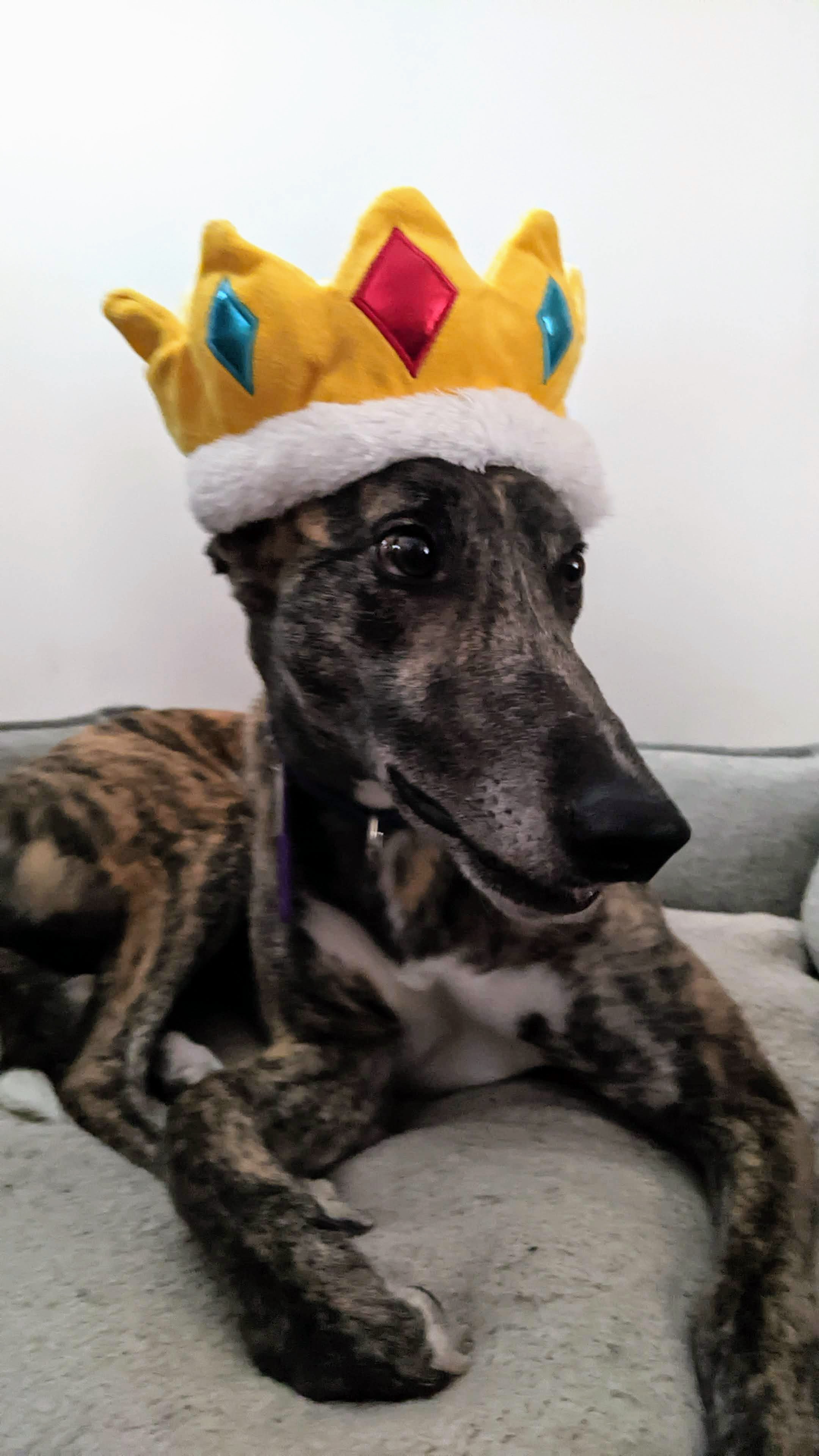 Slatex Stark - Stark 2221-pxl20230313215852444-16803909092625.jpg