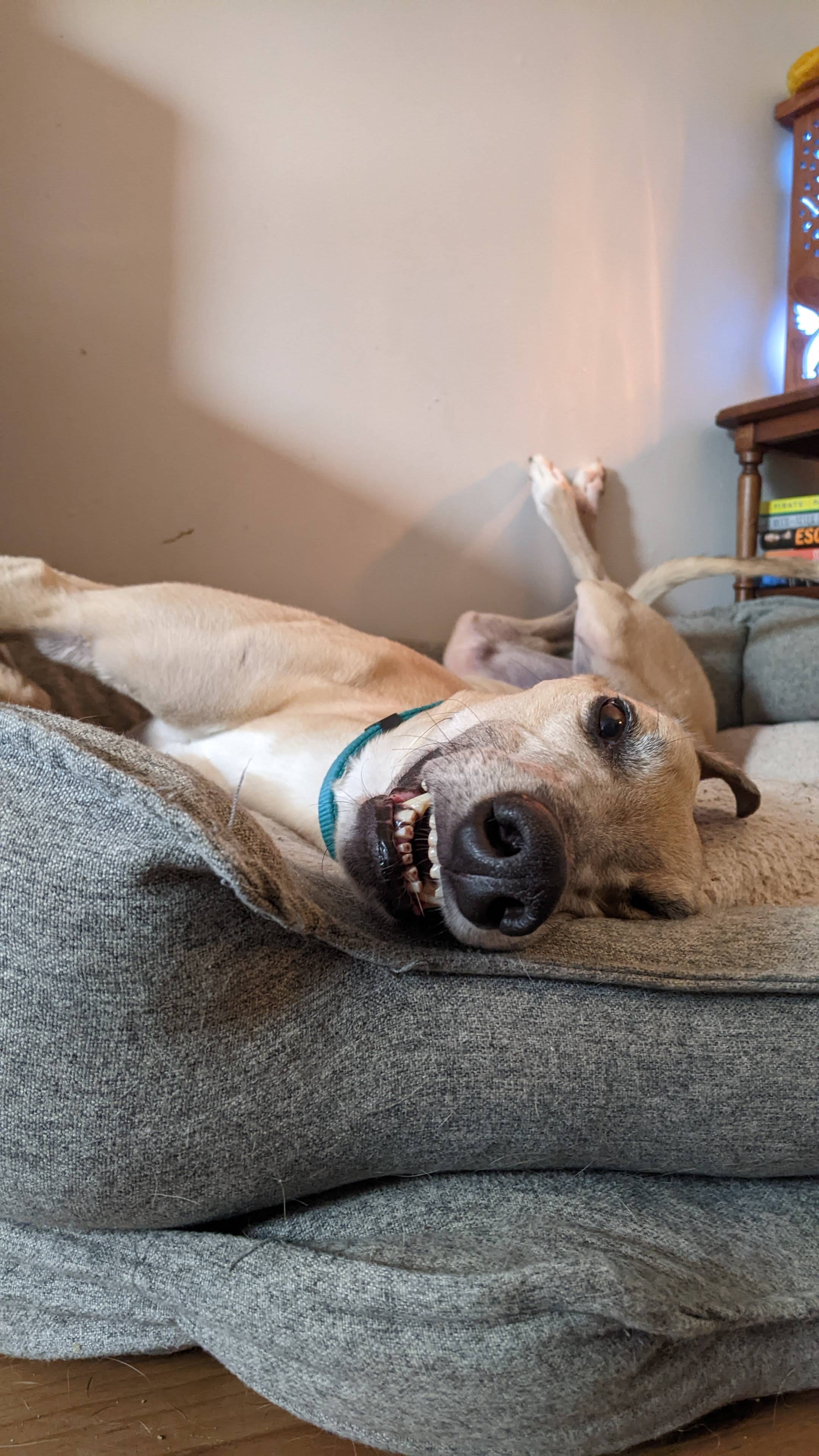 Keeper Messier - Messier 2221-pxl20230407134943297-16811641544112.jpg