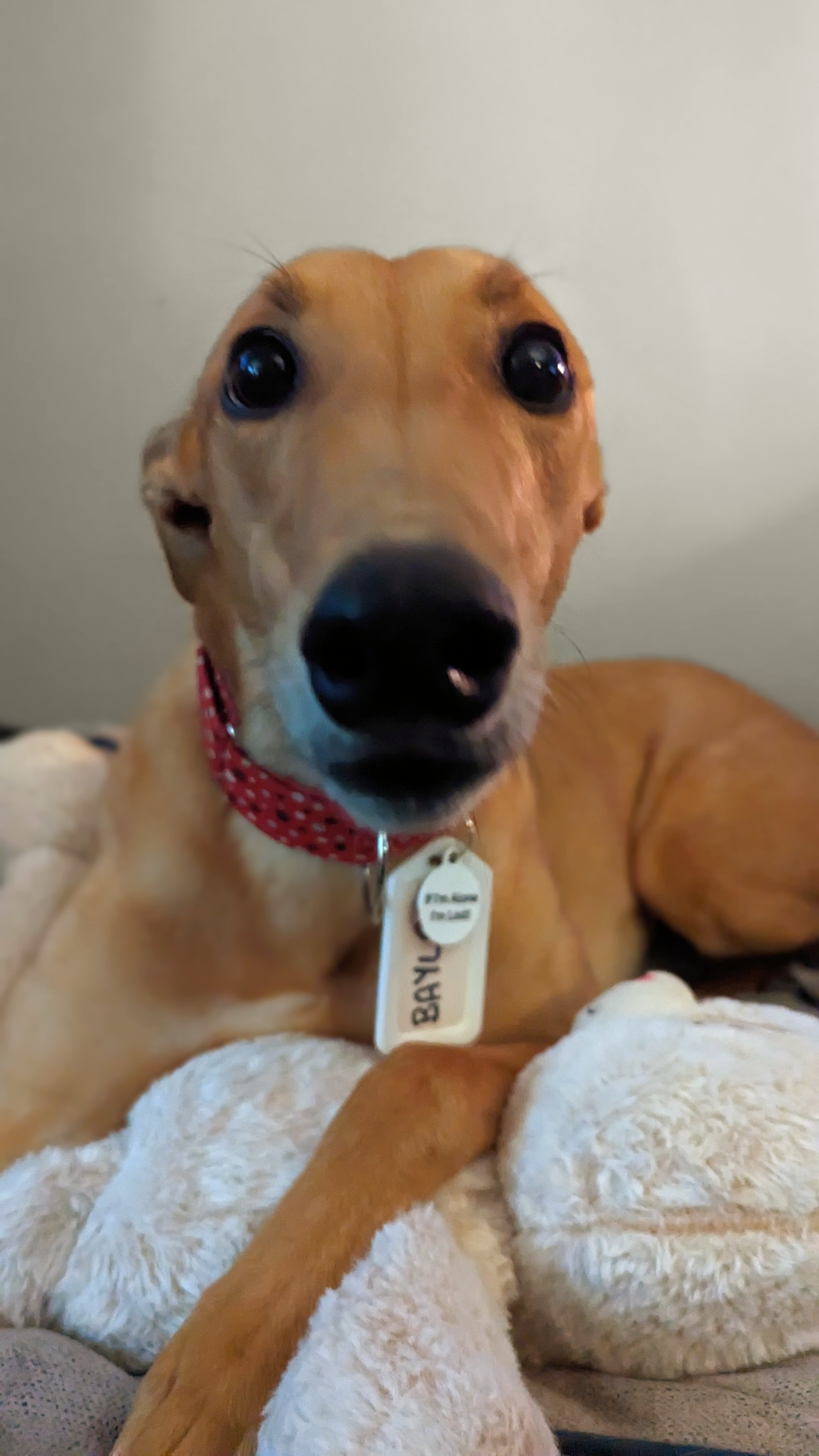 Turbo Bayla - Bayla 2221-pxl202305072225594382-16841106107991.jpg