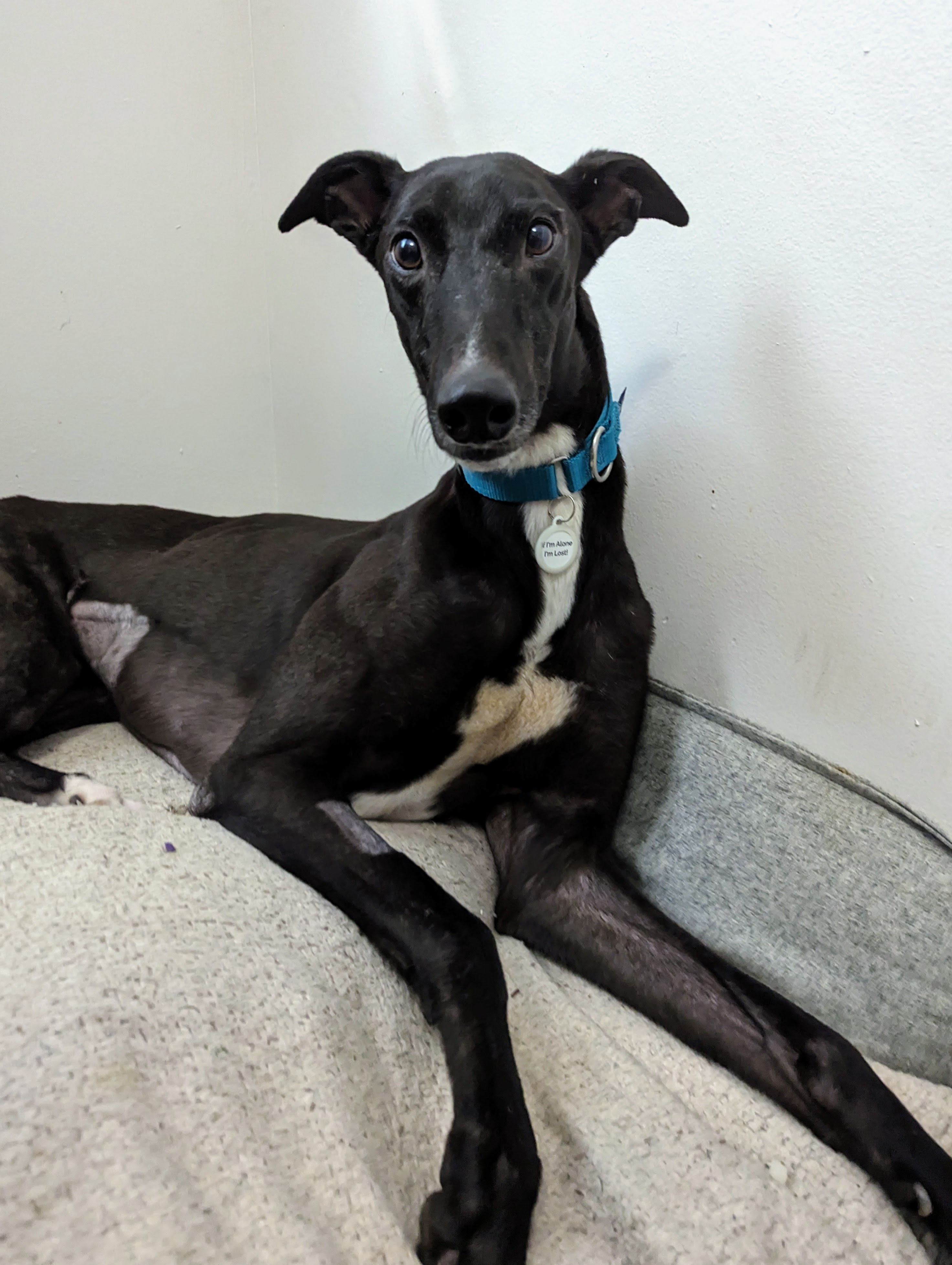 Knox - Knox 2221-pxl20230723212442864-16917761346977.jpg