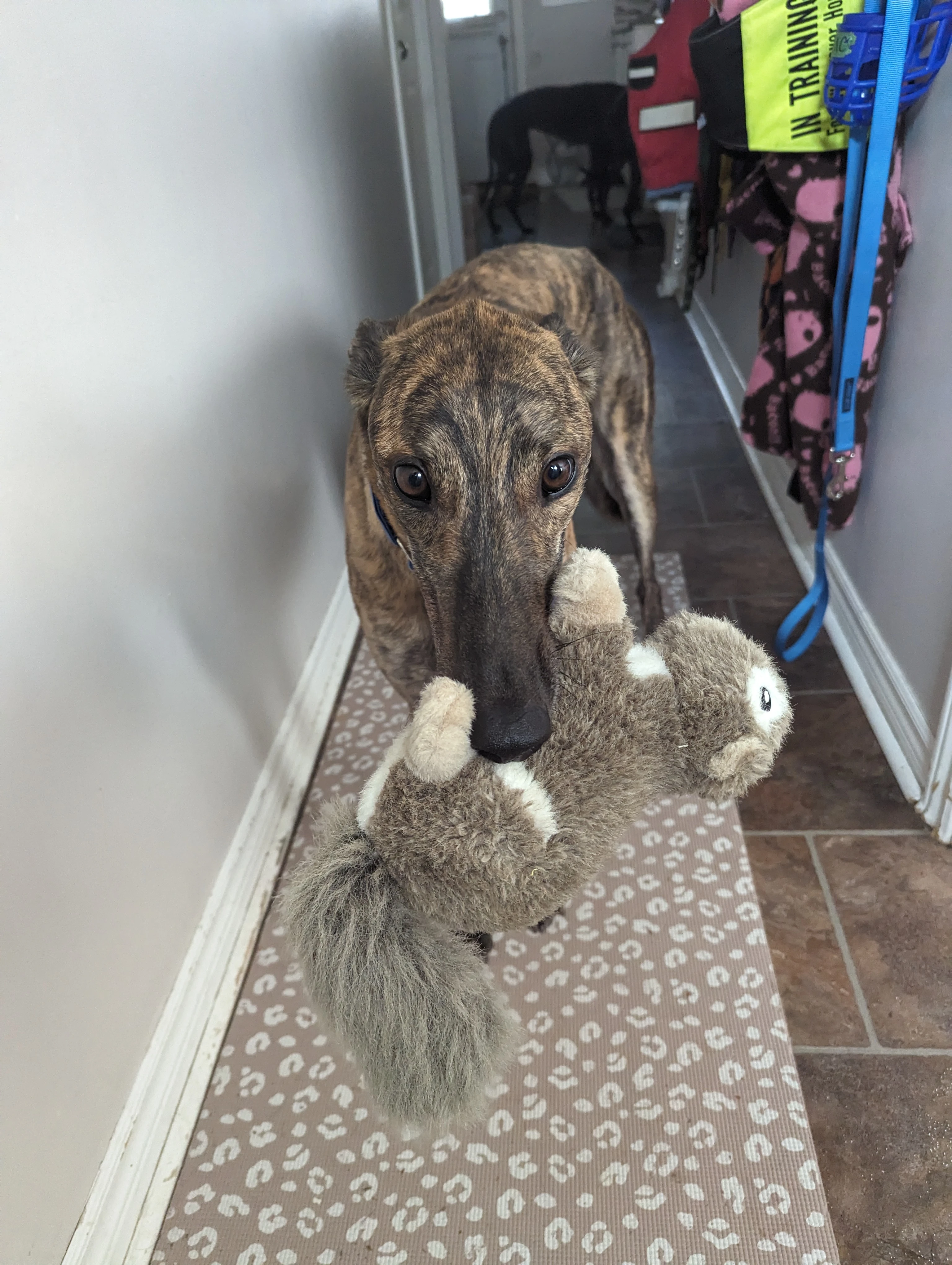 Chasing Ralph - Mac 2221-pxl20231115171626362-17331002635689.jpg