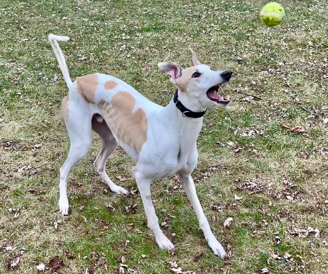 GF St Croix - Tank 2221-received1025384942198086-16759816915709.jpeg