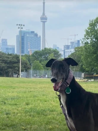 BT's Lavendar - Lavi 2221-screenshot20241114-236-1733100873995.jpg