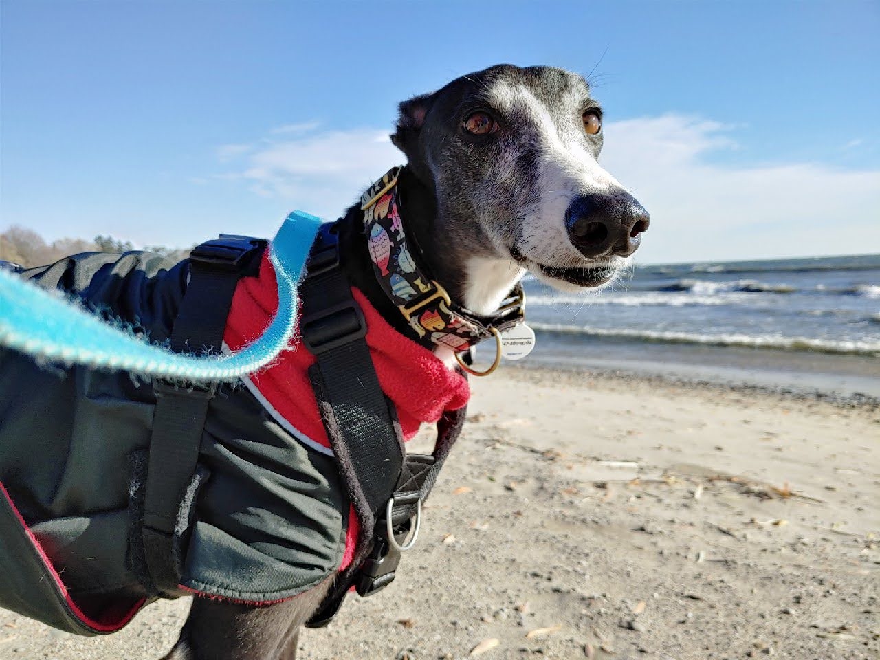 Semper Fiesty - Fiesty 2225-fiesty-20221121111341hdr.jpg