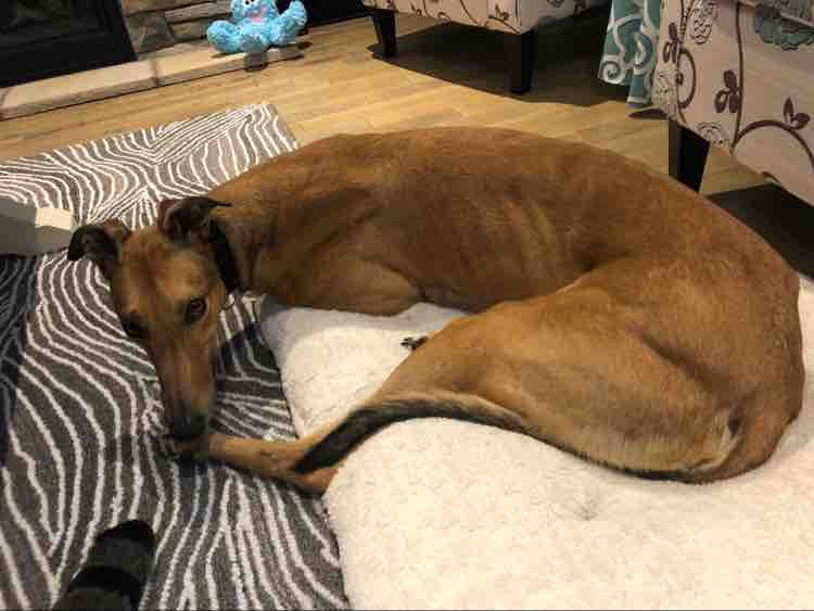 TNT Twister City - Twister 2225-image1.jpg