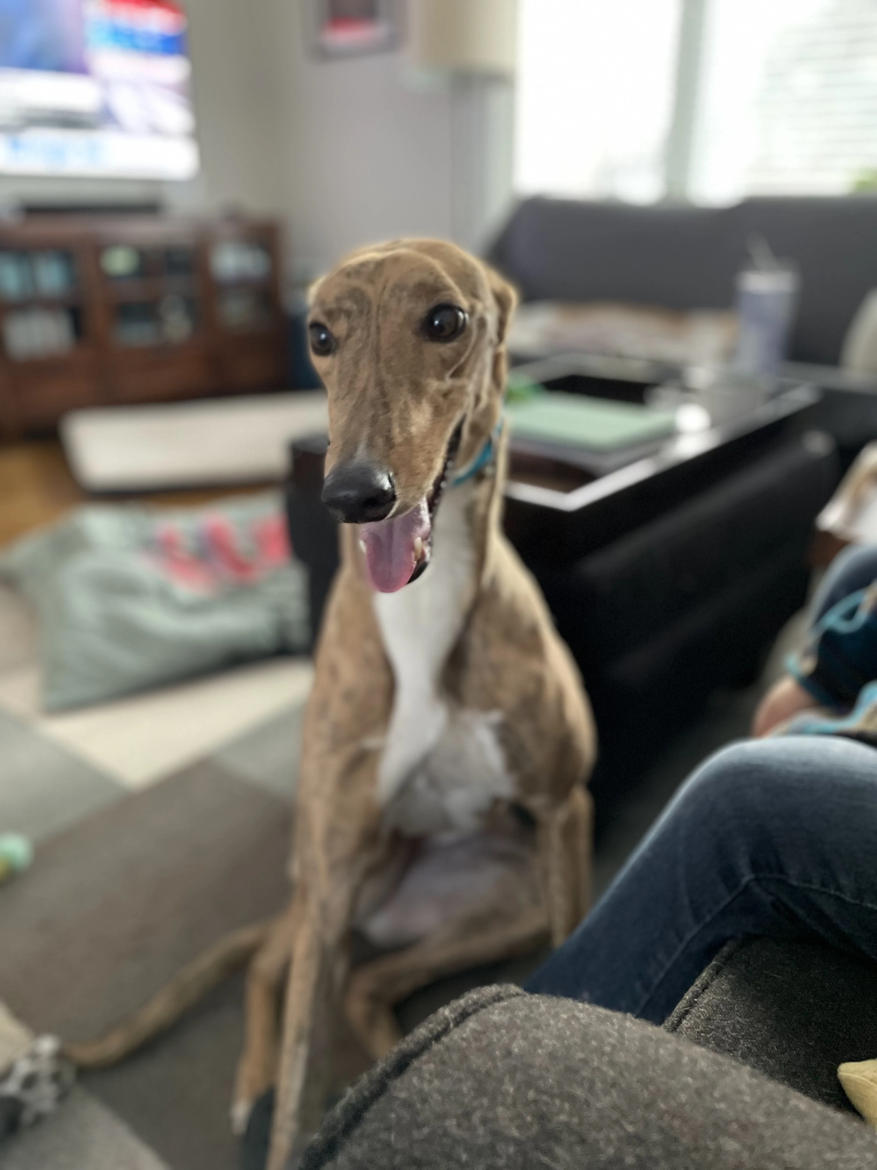 Bold Flash - Flash 2225-img4741-17331021518319.jpg