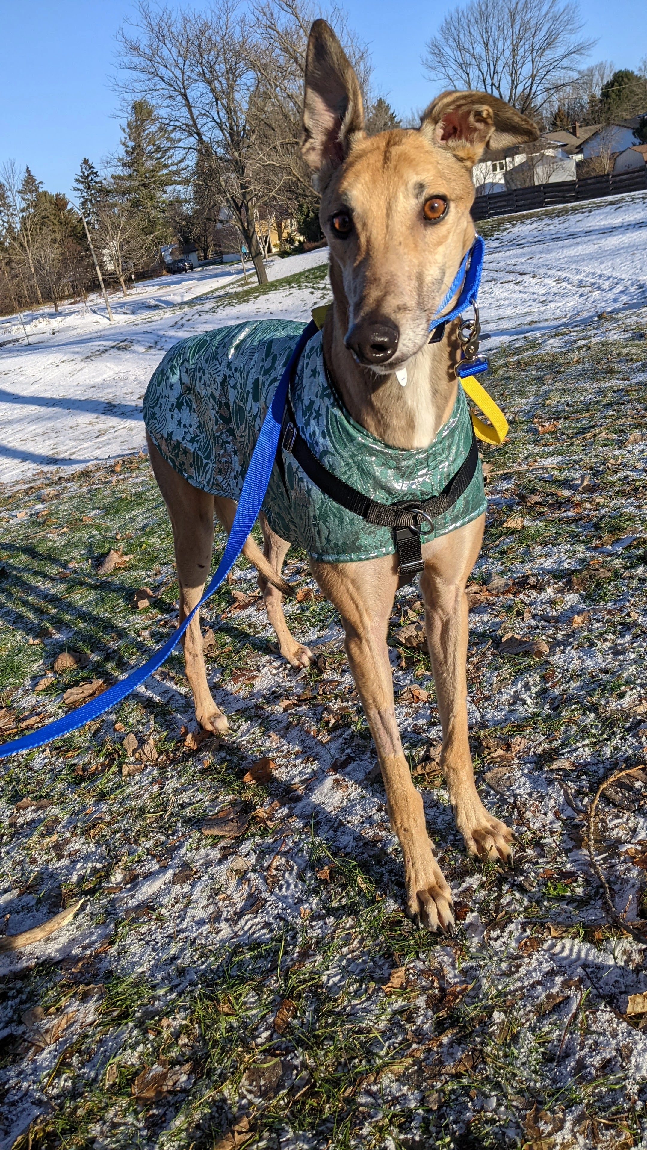 Amf Odd Senator - Carlos 2225-pxl20211212142409149-1733102154116.jpg