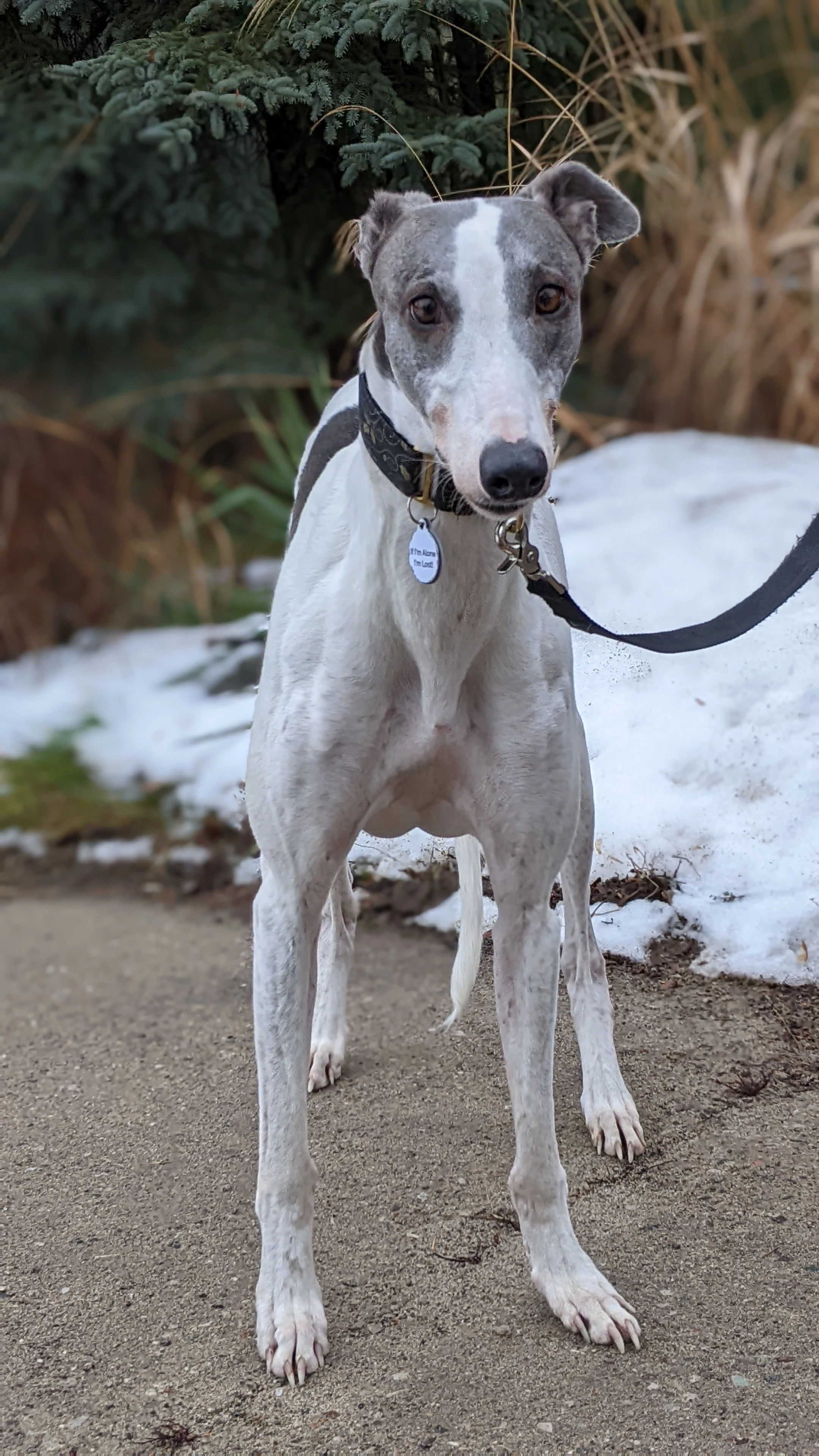 Lakilanni Out Of The Blue - Lucy 2225-pxl20220101170058489portrait-17331021542978.jpg