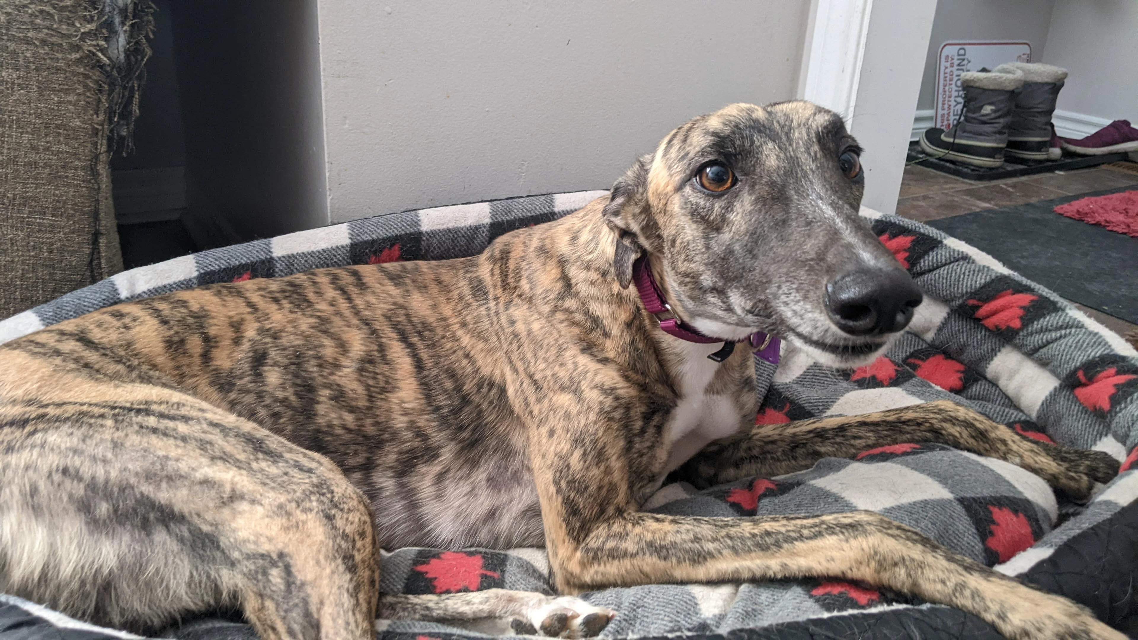 Bold Attack - Tack 2225-pxl20220126182250405-17331021524202.jpg