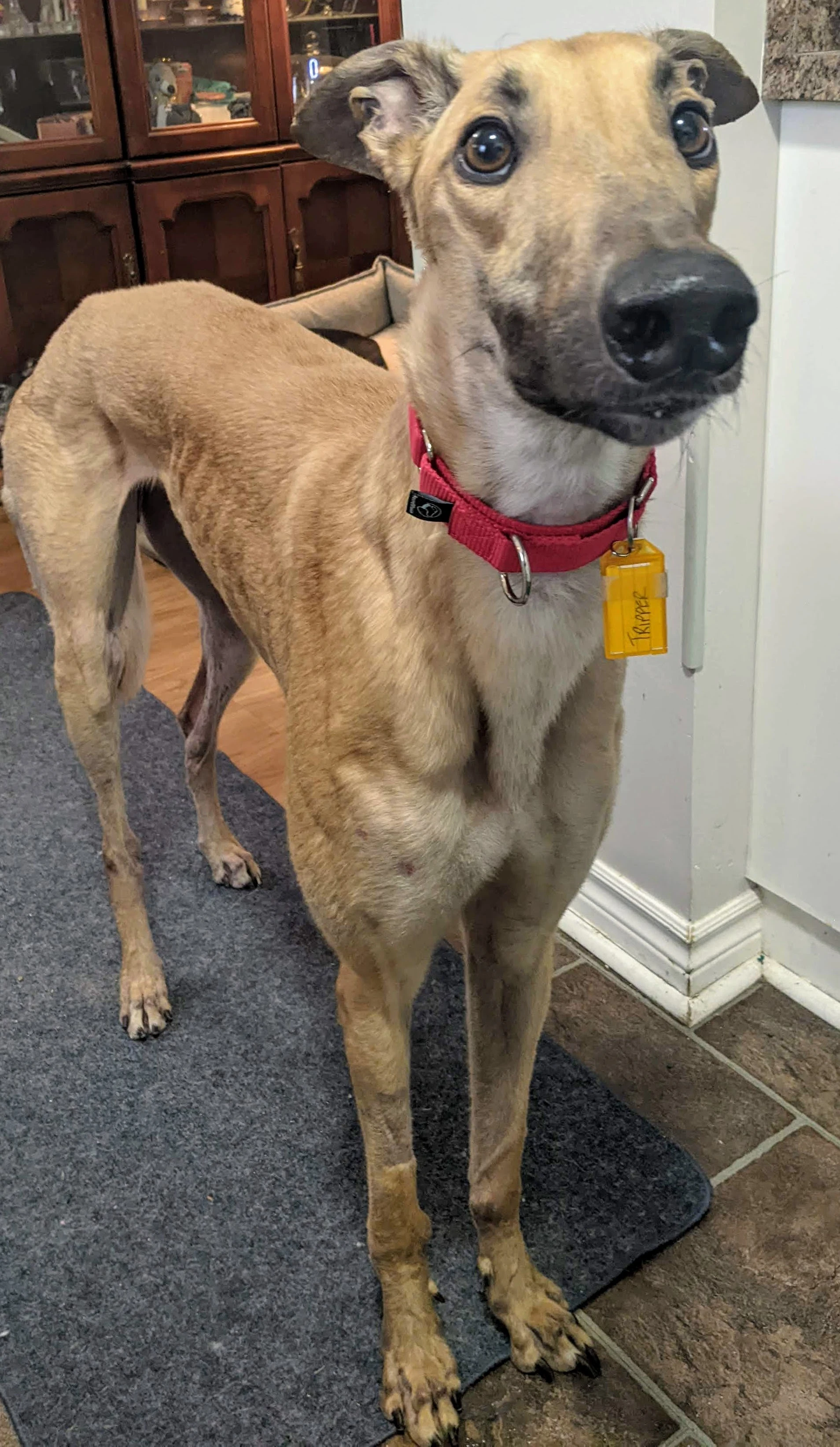 Fgf Jacktripper - Tripper 2225-pxl20220127145411200-17331021520816.jpg