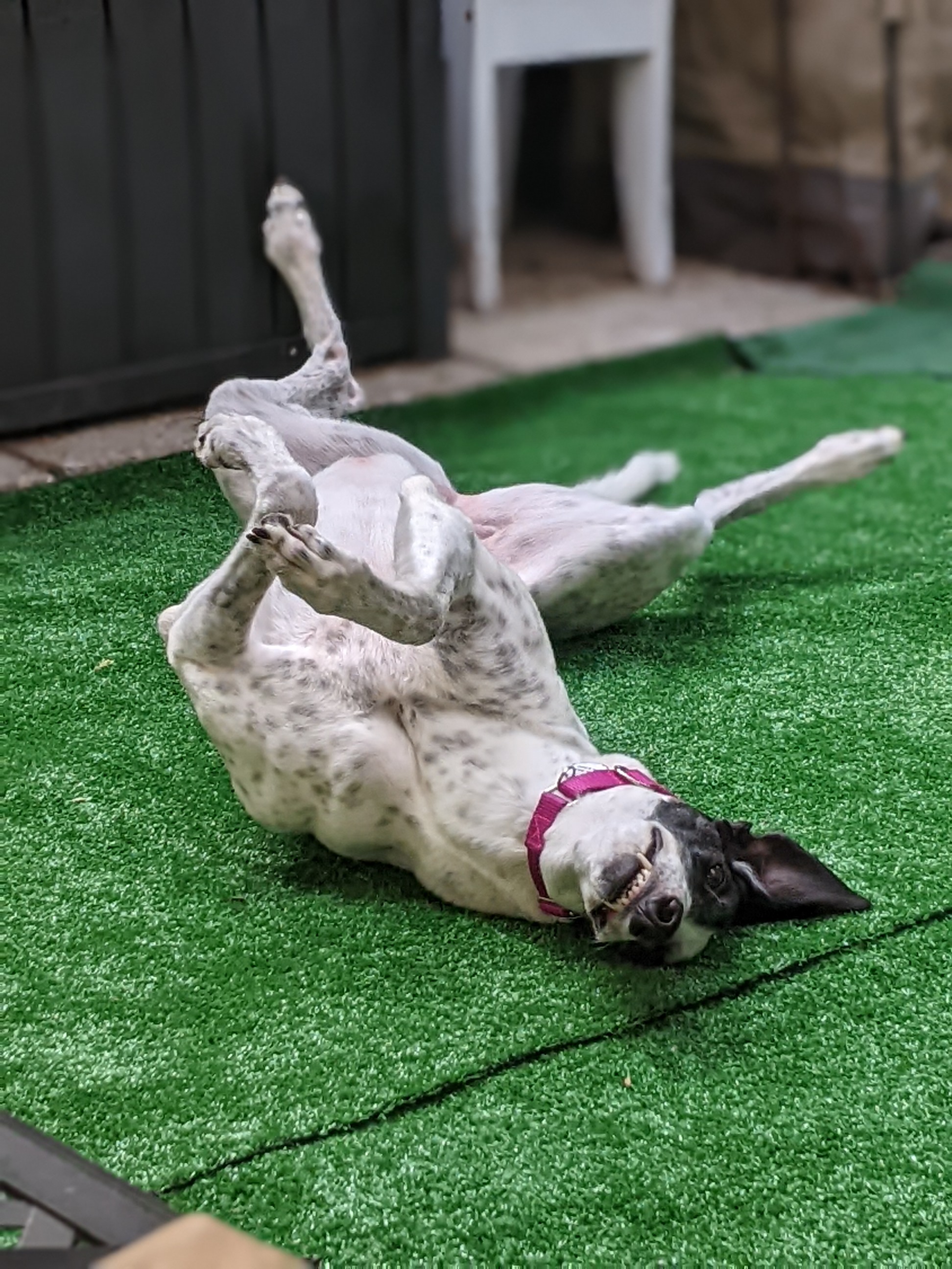 Bold Diana - Diana 2225-pxl20220611205414385portrait.jpg