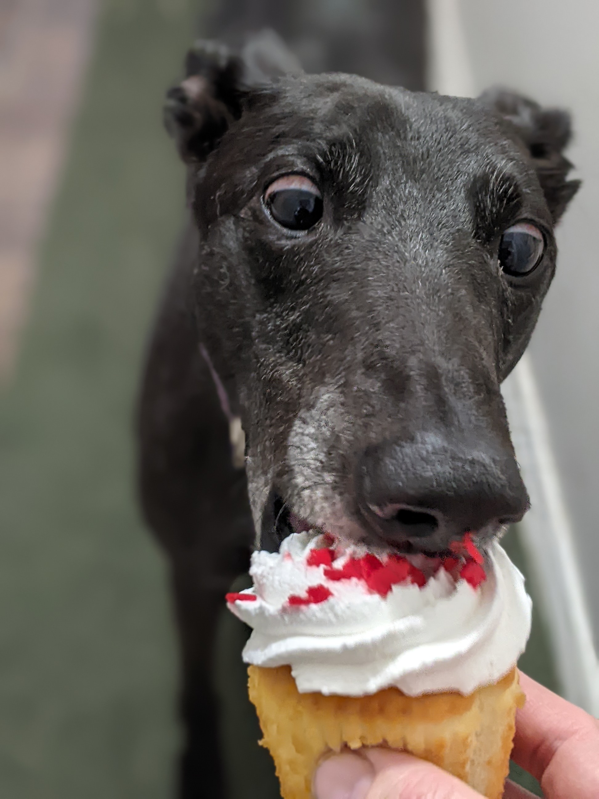 Barts Sugarsnack - Sugar 2225-pxl20220701232415570portrait.jpg