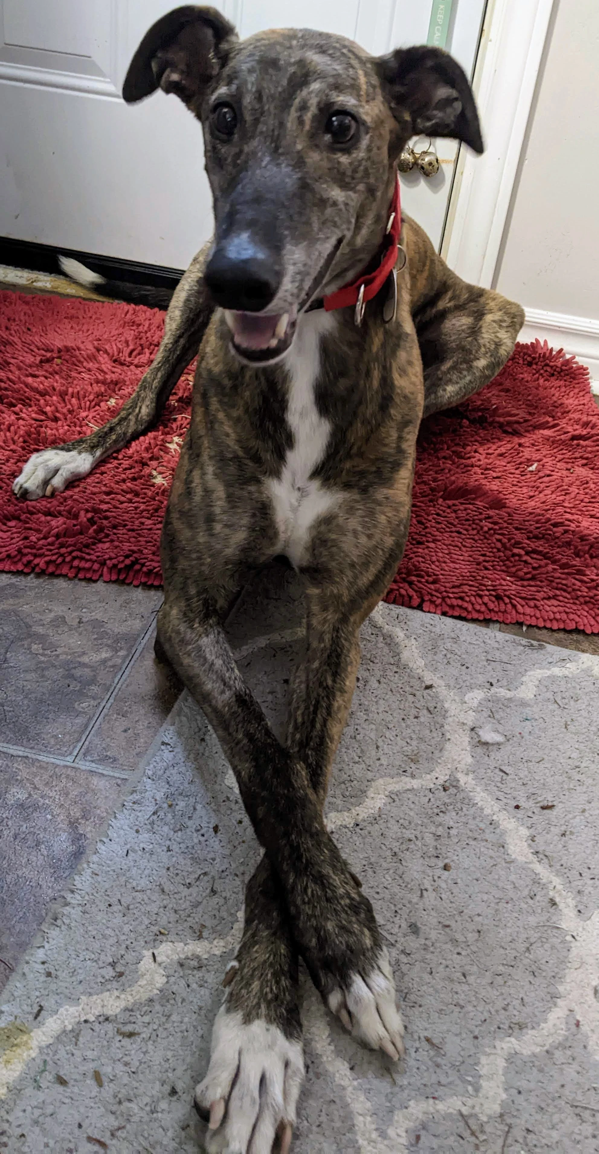 Diddy Do Dat - Diddy 2225-pxl20220707221245110-17331015432563.jpg