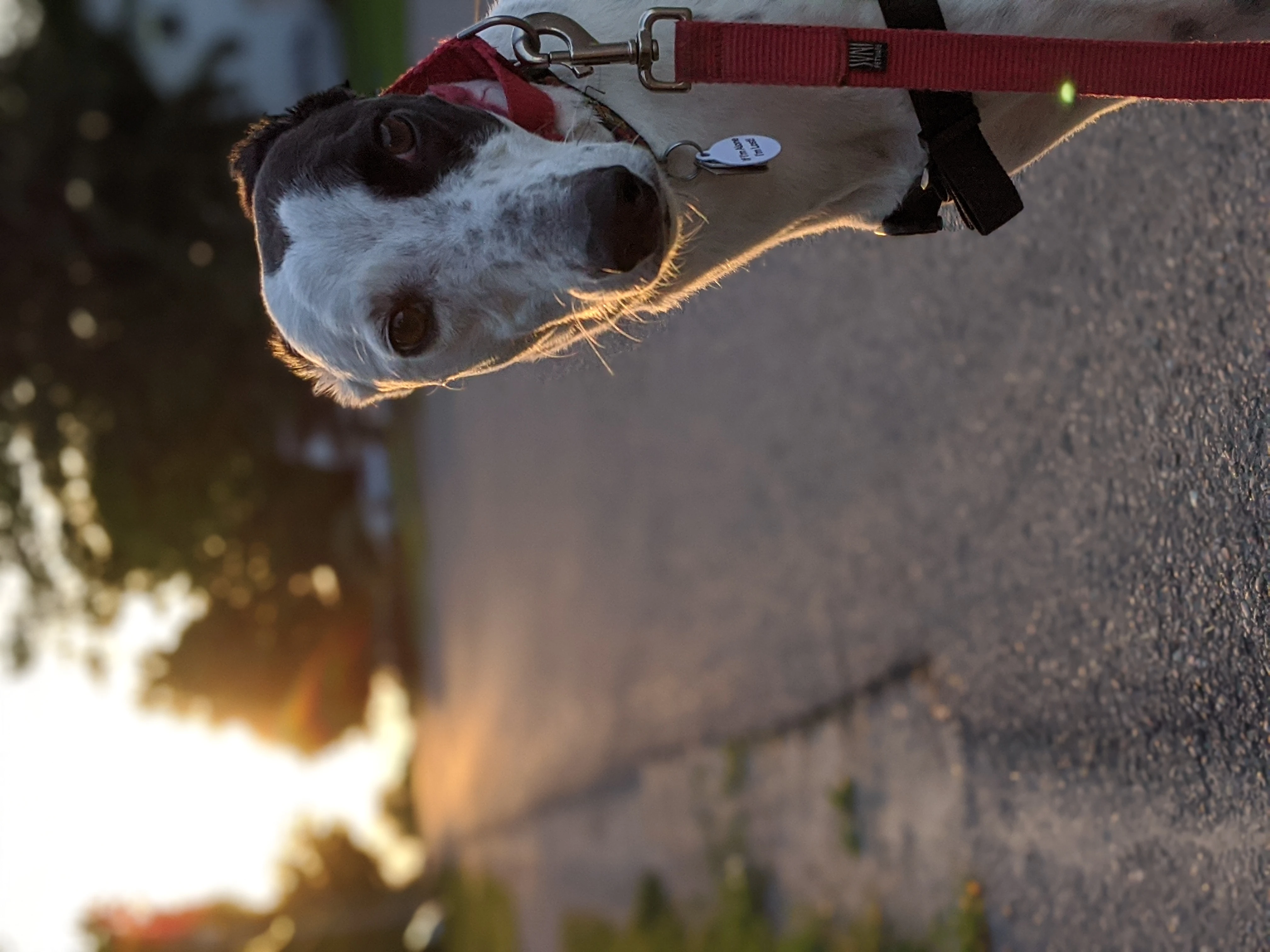 Tiger - Tye 2230-00100lrportrait00100burst20200609061248817cover-17331057340056.jpg