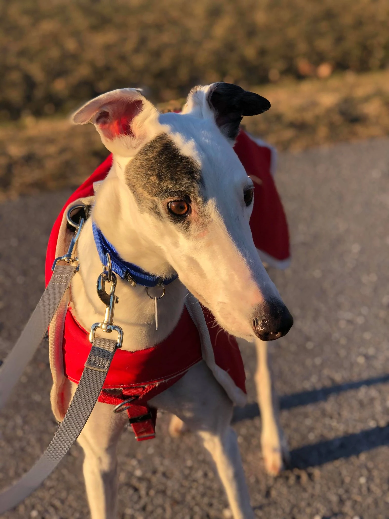 Hashtag Ajax - Ajax 2230-140527900426166438578633478436045752339846n-17331059317537.jpg