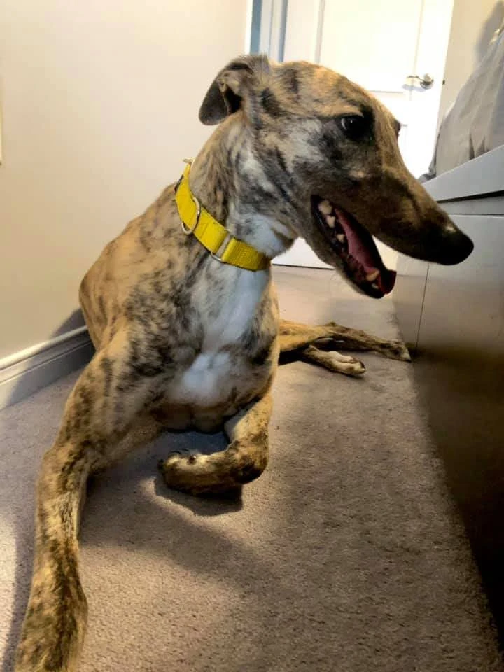 Bl Springbreak - Spring 2230-194126438101652594708252585620489064501559452n-17331056350303.jpg