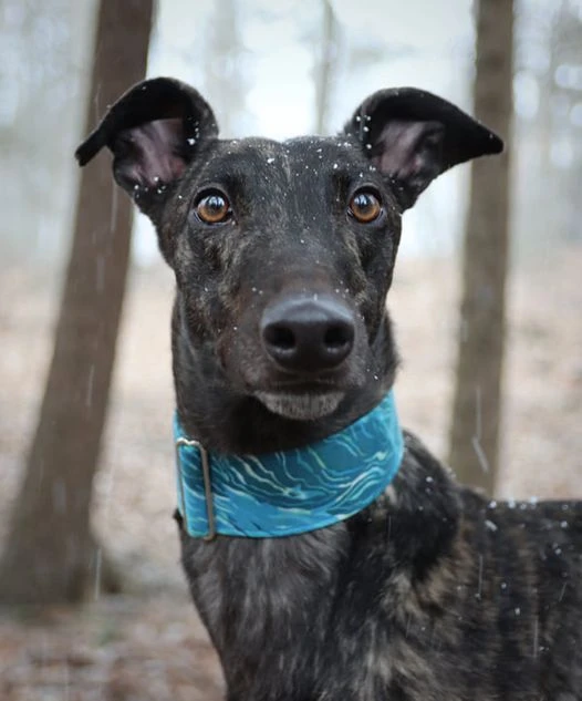 Amf Pan Tan - Timber 2230-amf-pan-tan-timber-17331054943893.jpg