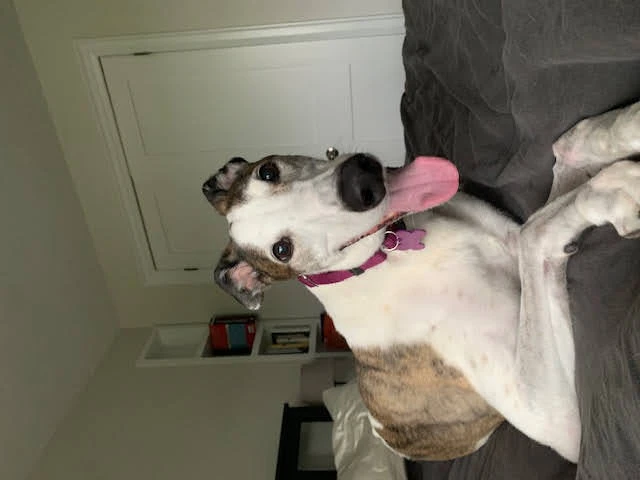 Marv Cook - Marv 2230-image3-2-17331422047979.jpg