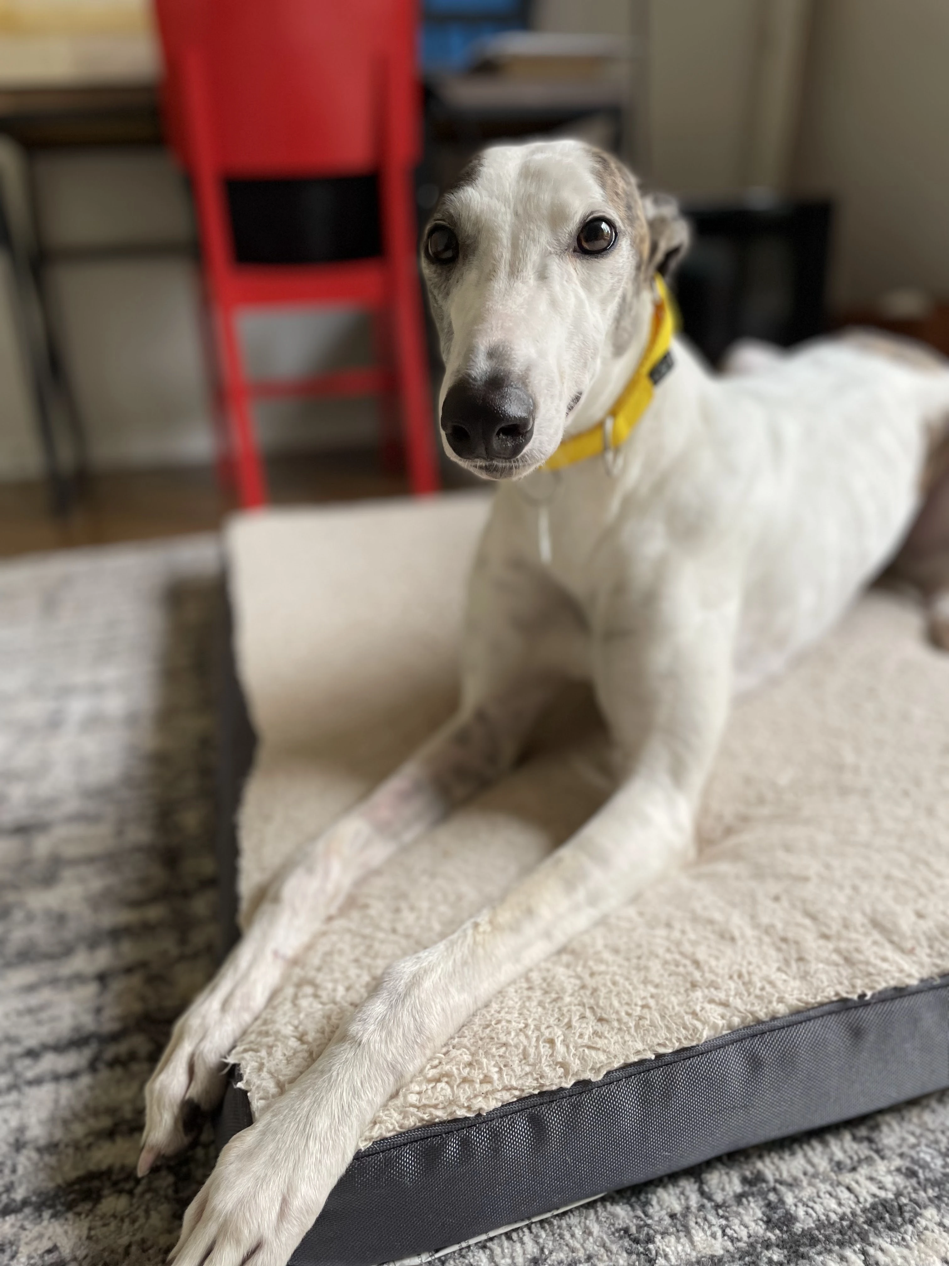 Go On Missle - Missile 2230-img3461-17331049381261.jpg