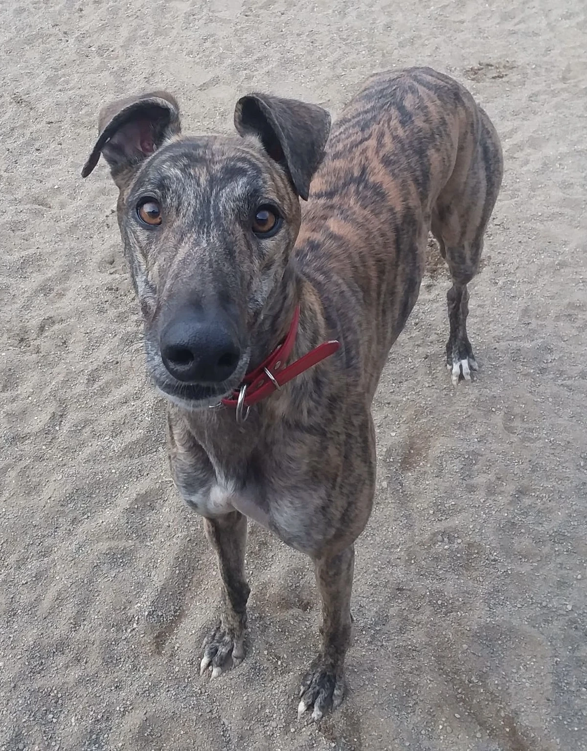 Sandy Deuce - Deuce 2230-img8608-17331058599983.jpg