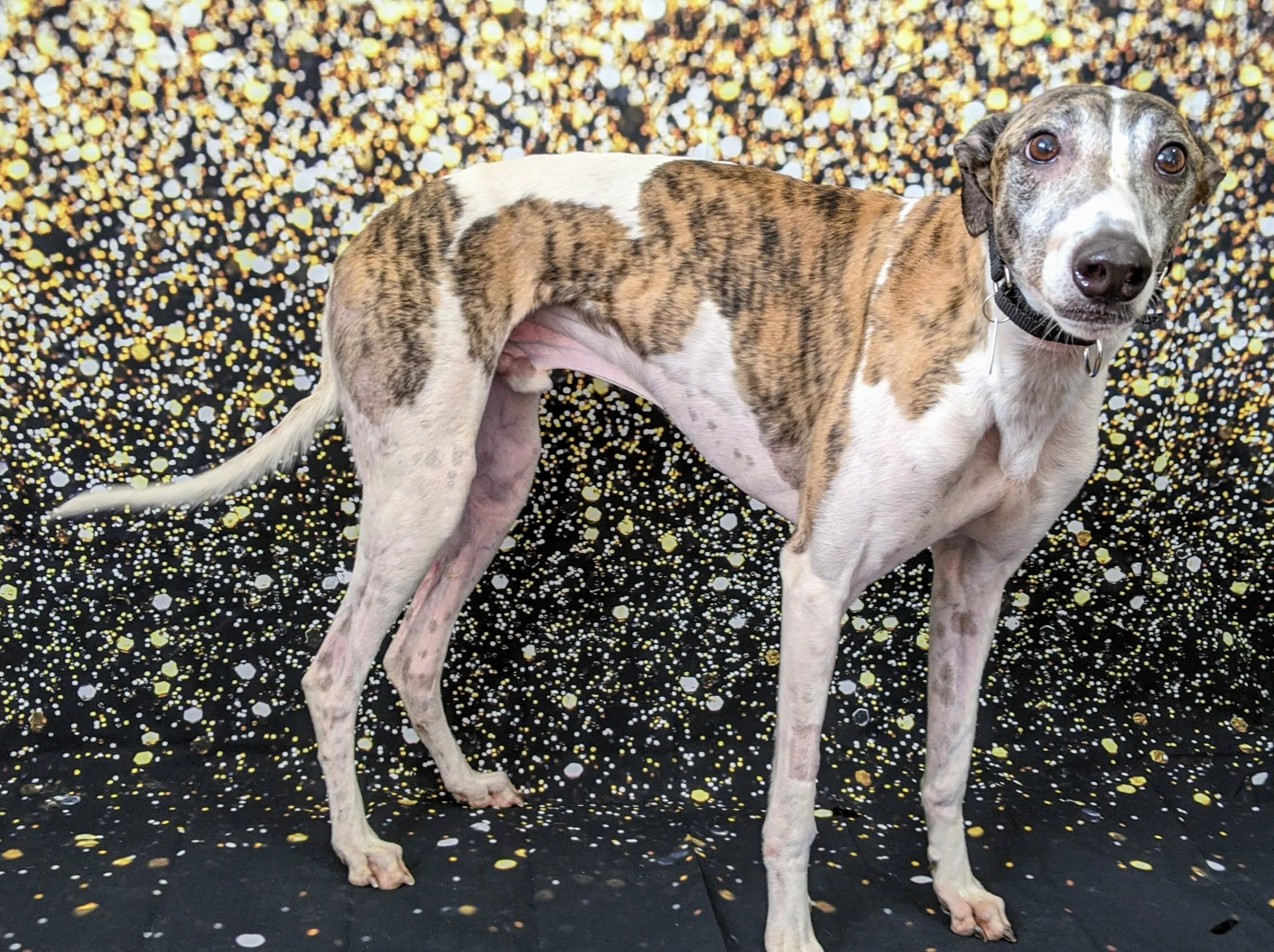 Cobi's Bugger - Bug 2230-pxl20201229171907728-17331049378115.jpg